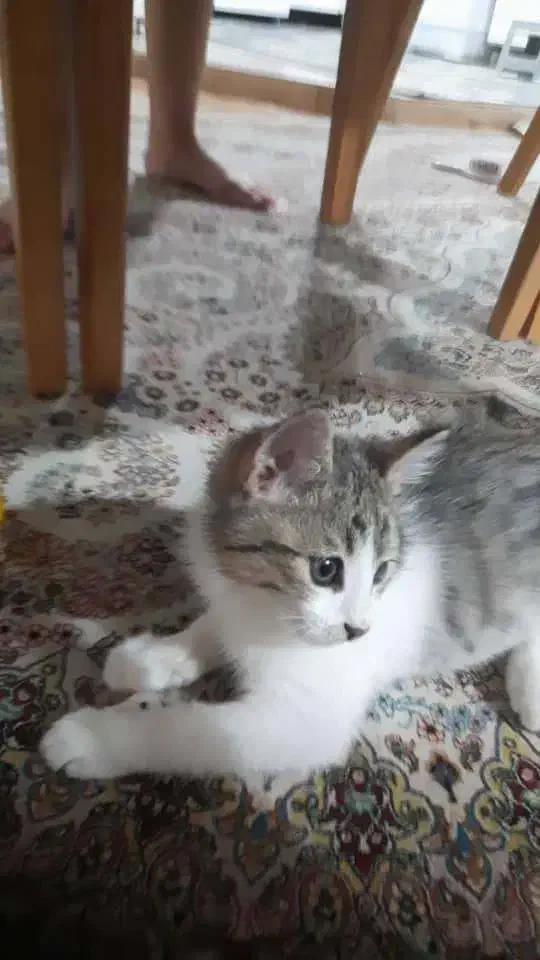 واگذاری رایگان گربه|گربه|شیراز, شهرک مفتح|دیوار