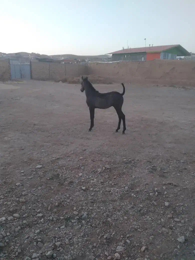 اسب مادیان و کره نریان|اسب و تجهیزات اسبسواری|شهریار, شهریار|دیوار