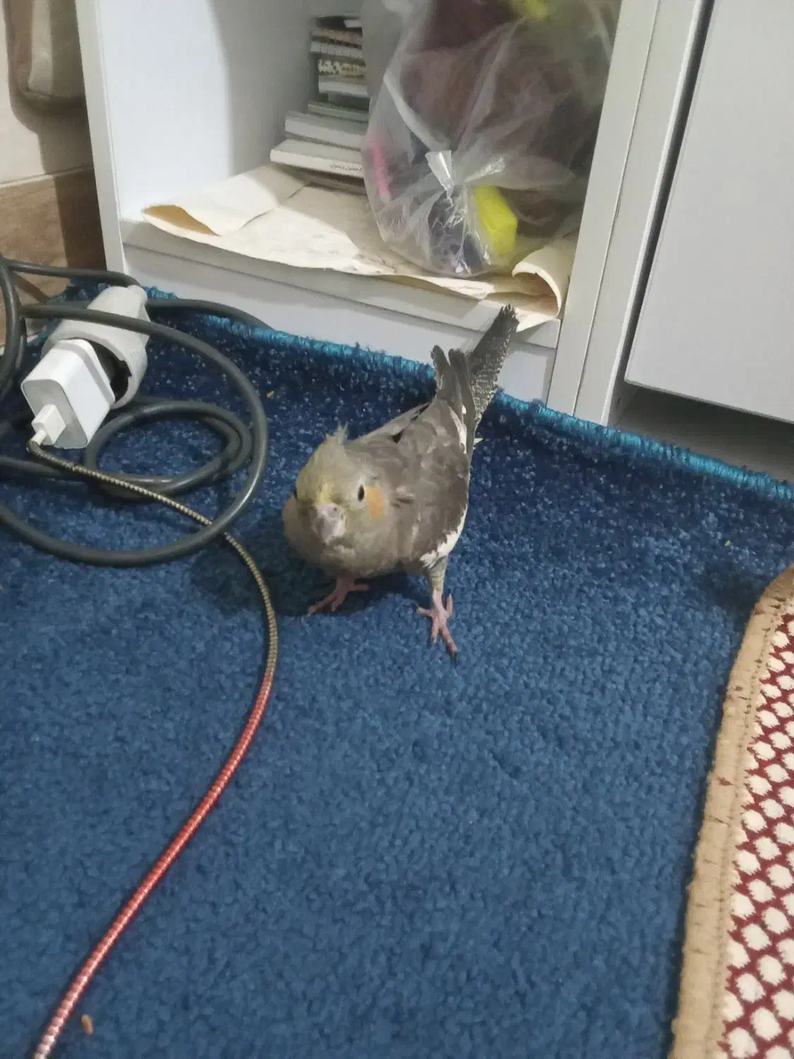 عروس هلندی|پرنده|ری, سیزده آبان|دیوار