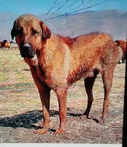 سگ نر گمشده|حیوانات|اسدآباد, |دیوار