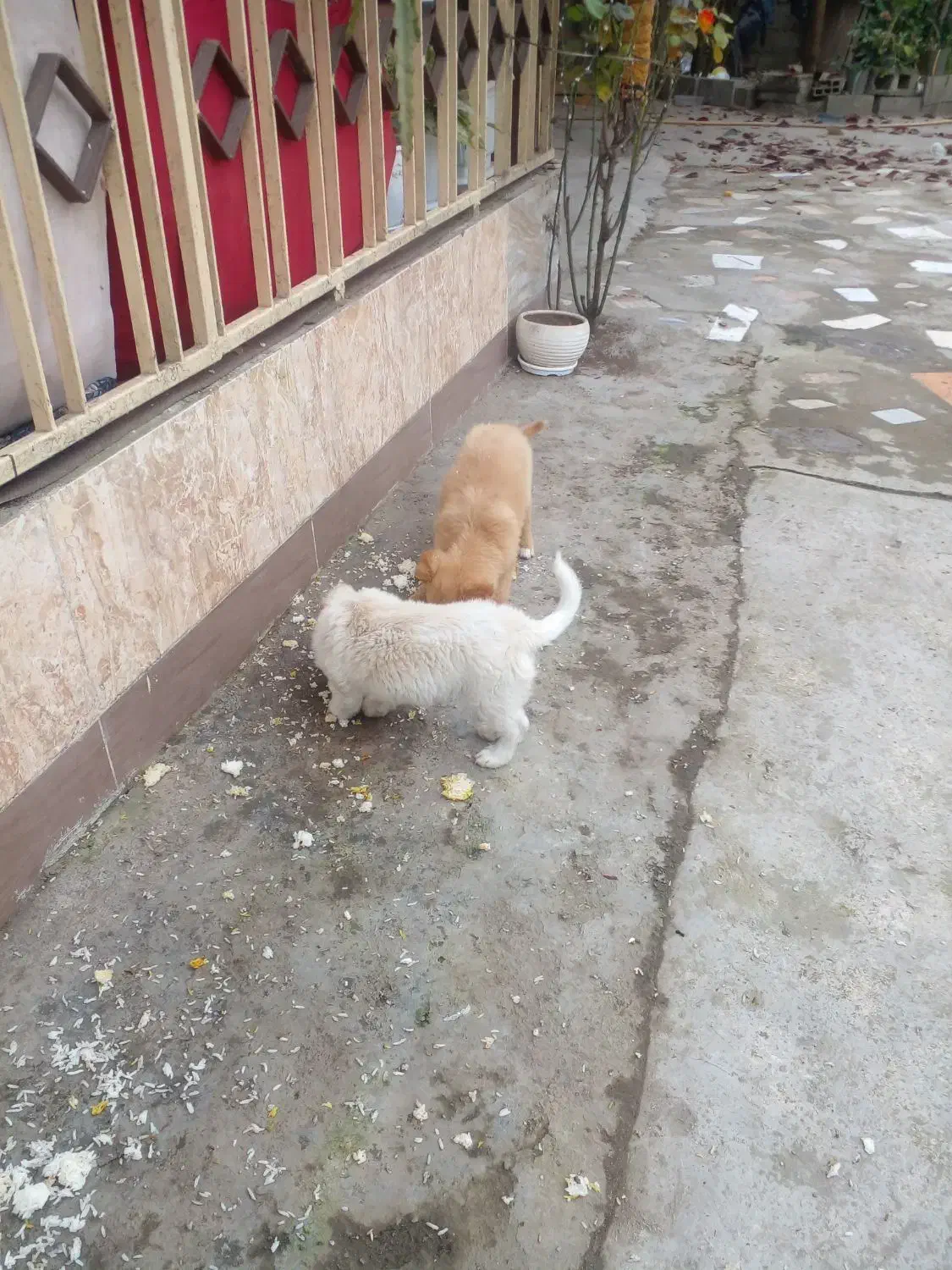 حیوان خانگی|سگ|آستانه اشرفیه, |دیوار