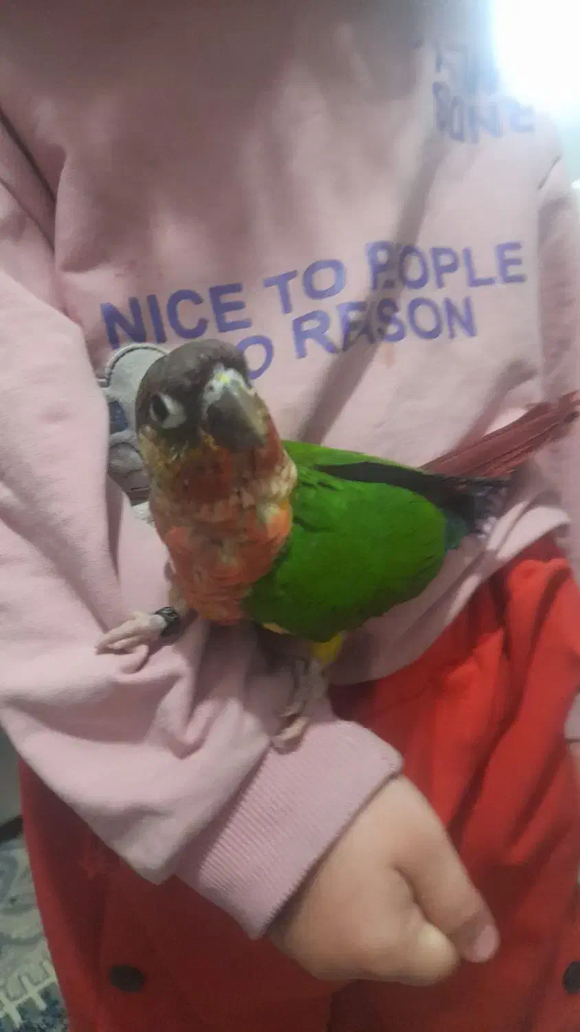 گرینچیک گمشده|حیوانات|مشهد, کوشش|دیوار