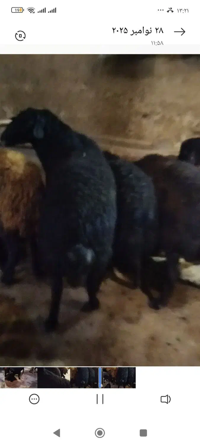 قوچ|حیوانات مزرعه|تکاب, |دیوار