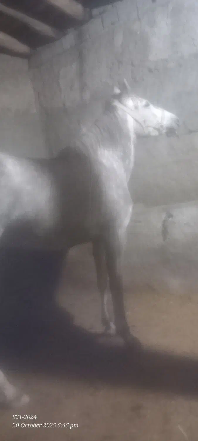 کره اسب درجه یک کرد|اسب و تجهیزات اسبسواری|هشترود, |دیوار