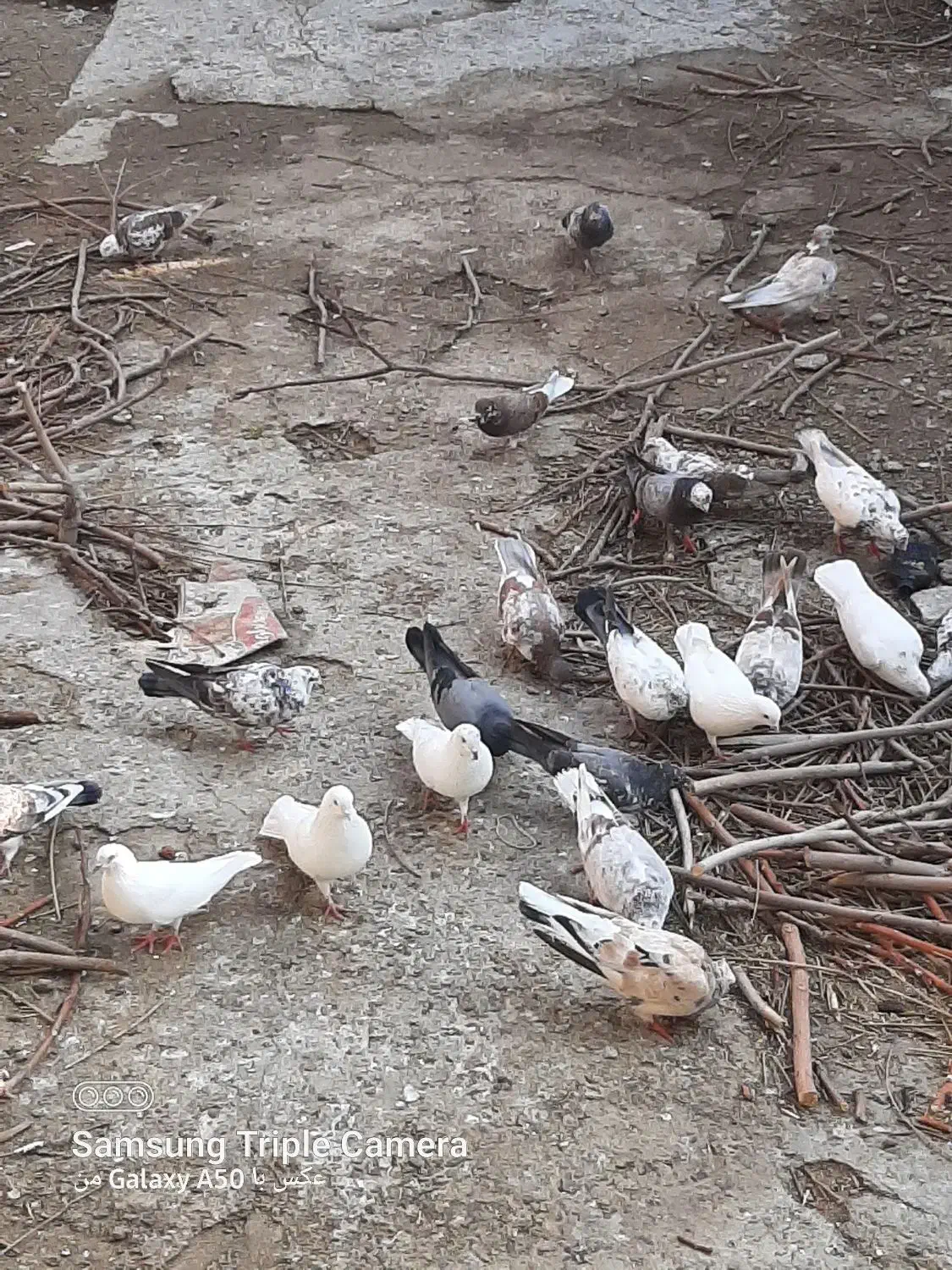 فروش تمام کبوتر ها یک جا|پرنده|نقده, |دیوار