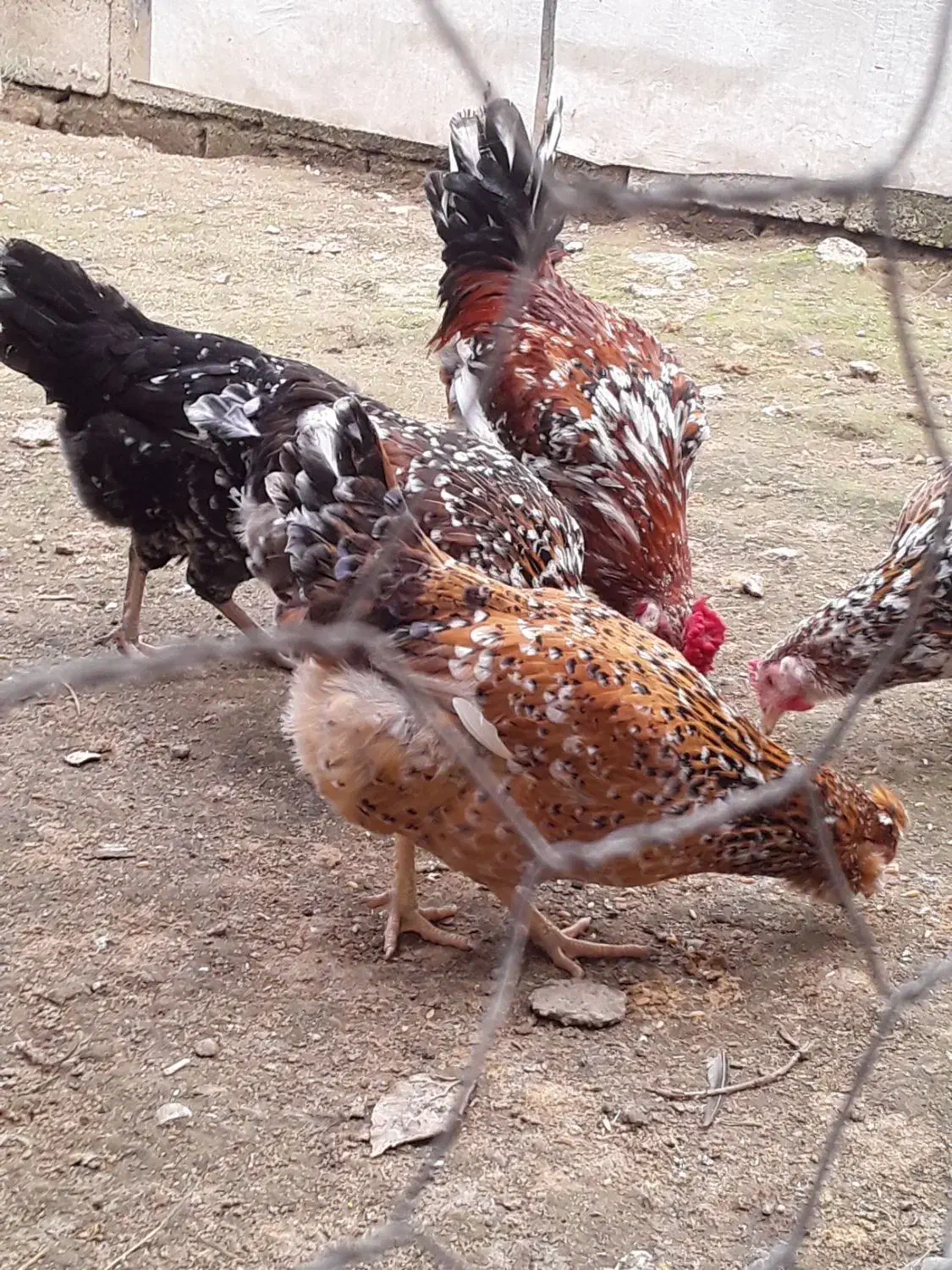 تخم مرغ گلین ۷رنگ خالدار اصیل|حیوانات مزرعه|آمل, |دیوار