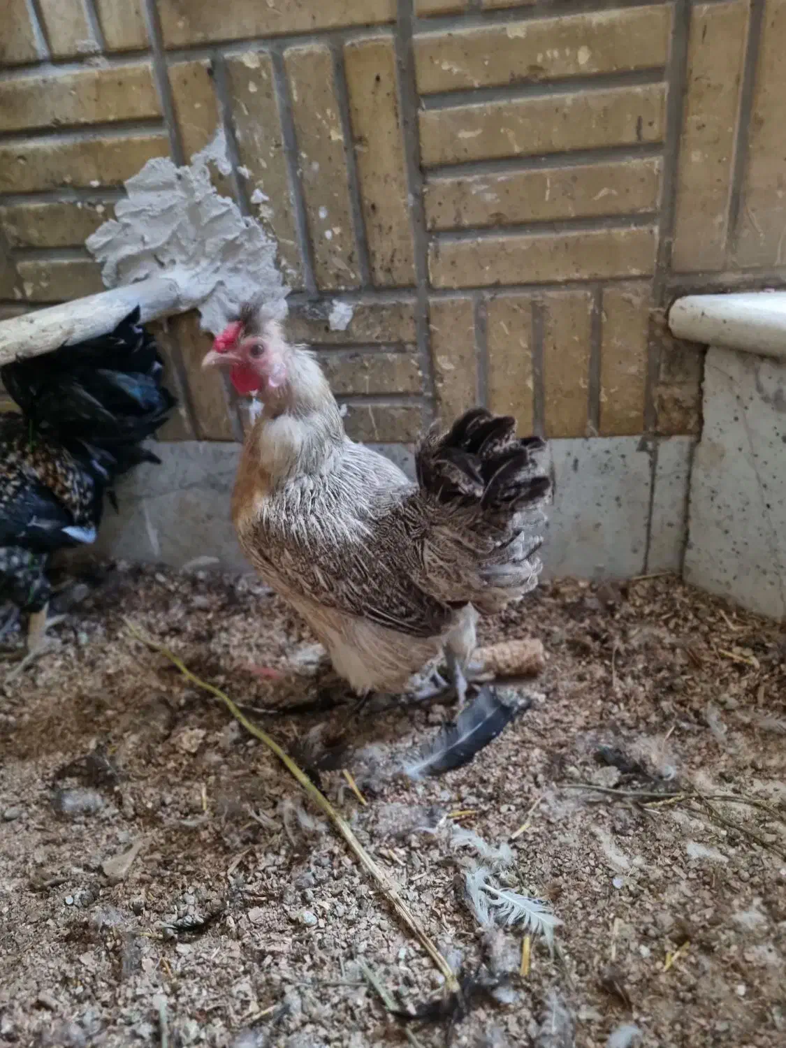 مرغ مینیاتوری گلین|حیوانات مزرعه|قم, خداکرم|دیوار