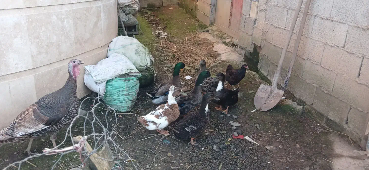 اردک کاکلی و بوقلمون و مرغ محلی تخمگذار|حیوانات مزرعه|ماسال, |دیوار