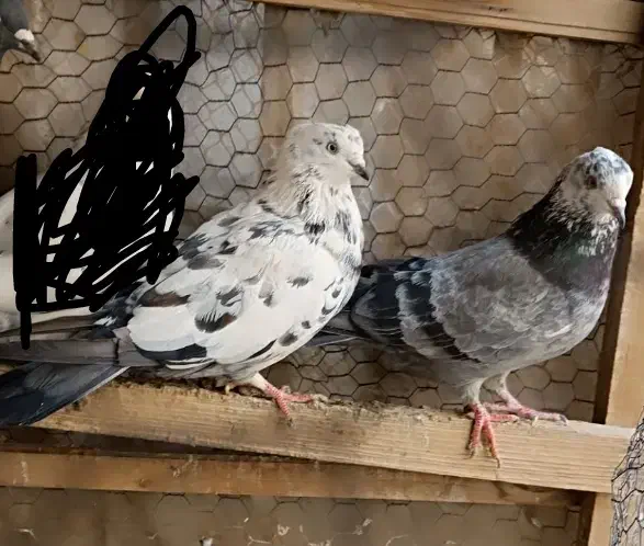 کفتر ماده|پرنده|پاکدشت, حصار امیر|دیوار