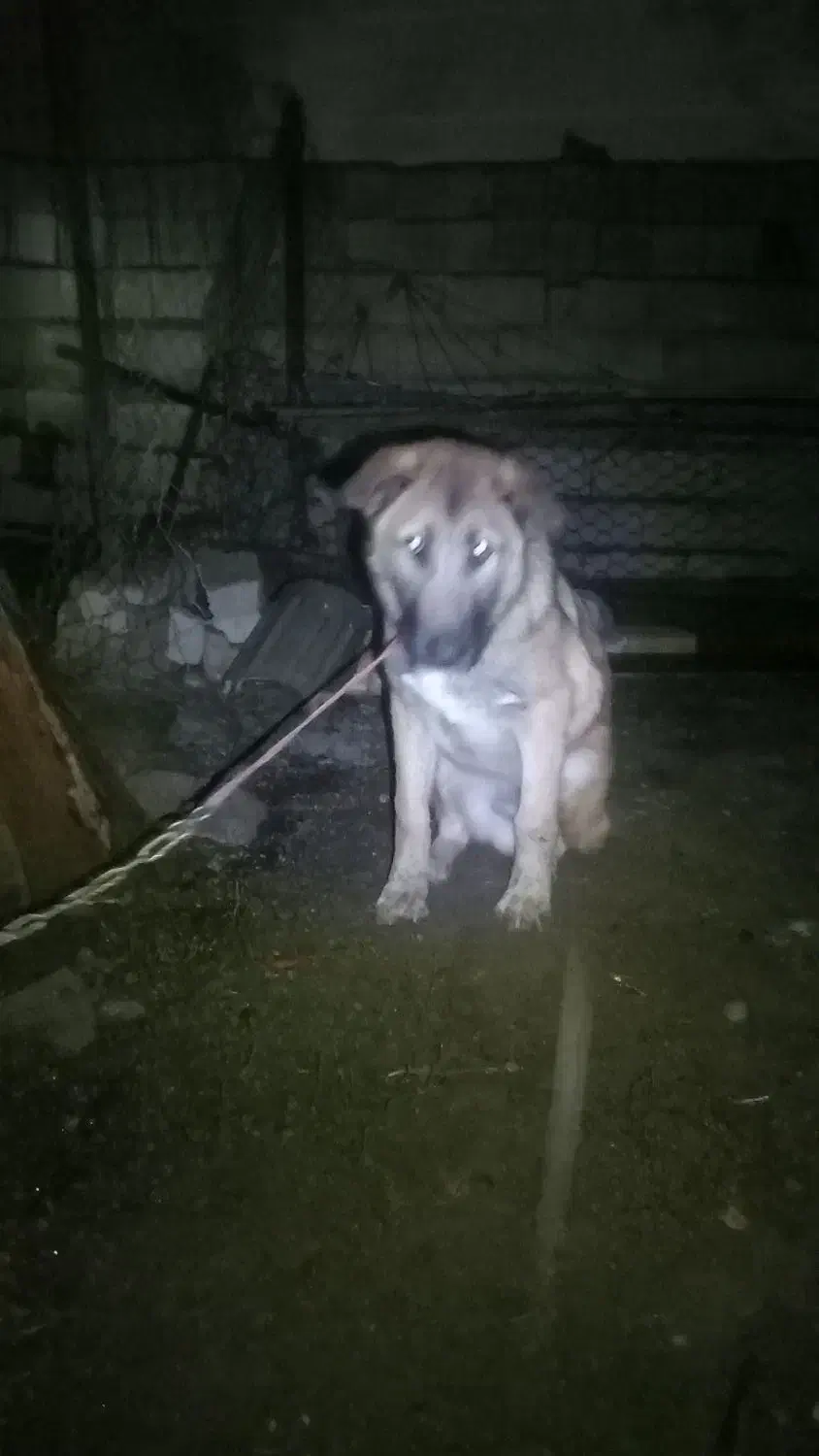 سگ پنجدر پنج ماهه نر ۵ ماهه|سگ|تالش, هشتپر|دیوار