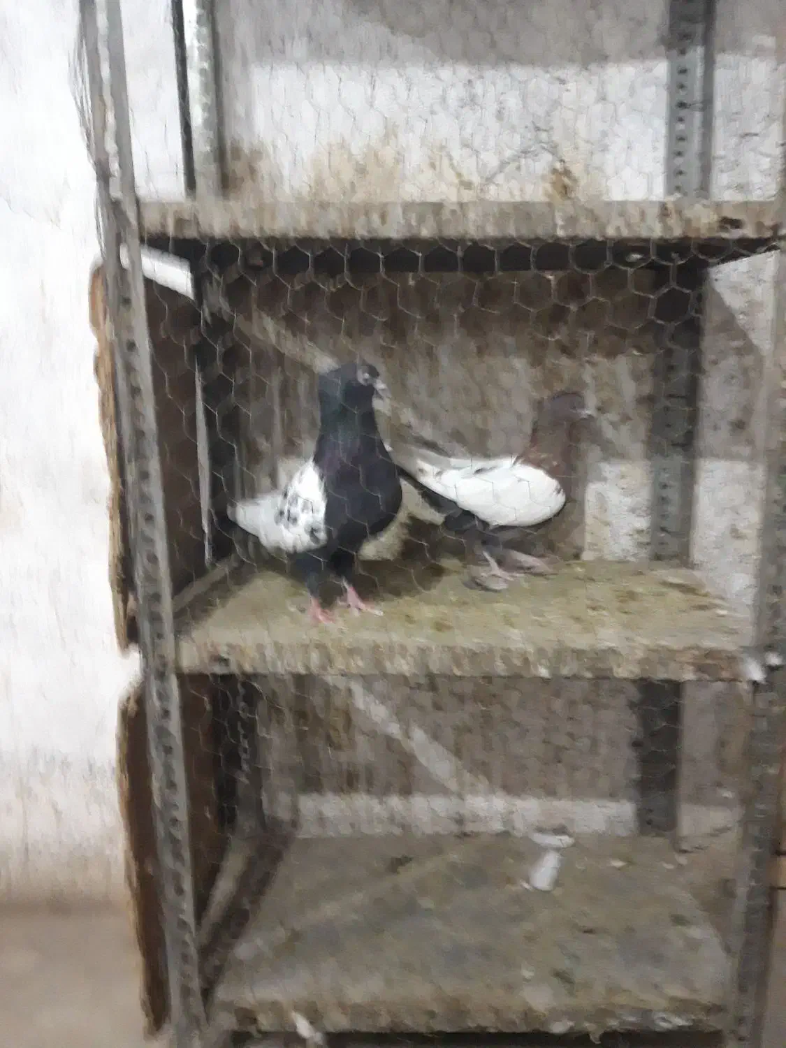 دورنگ دمسیاه|پرنده|قزوین, |دیوار