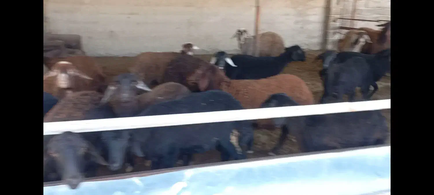 گوسفند قزل افشار بره ماده|حیوانات مزرعه|بهشهر, |دیوار