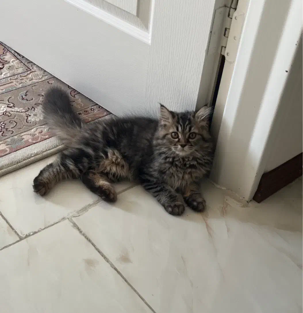 گربه اسکاتیش بلک گلد|گربه|محمدیه-قزوین, |دیوار