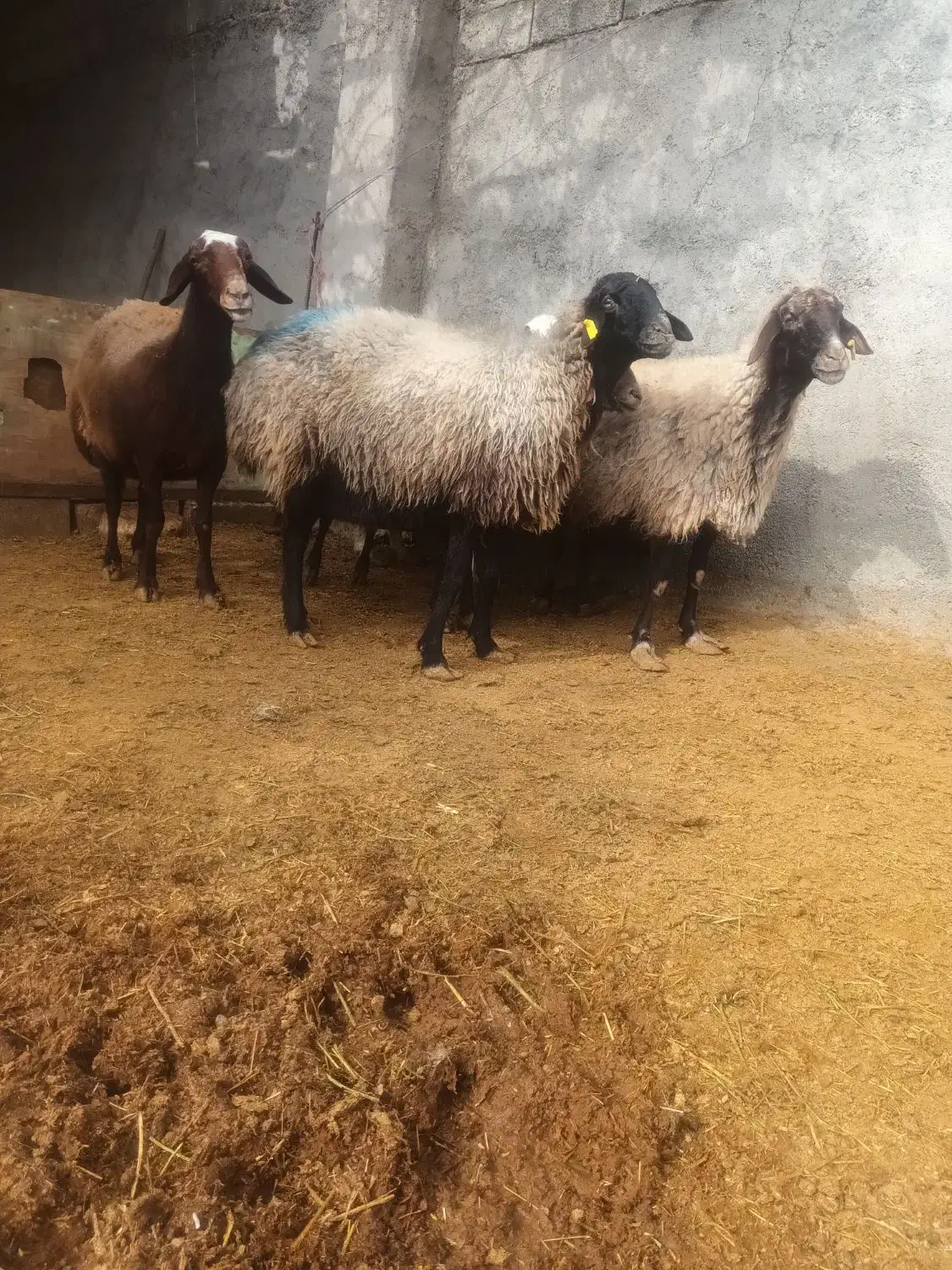 میش|حیوانات مزرعه|کوهدشت, |دیوار