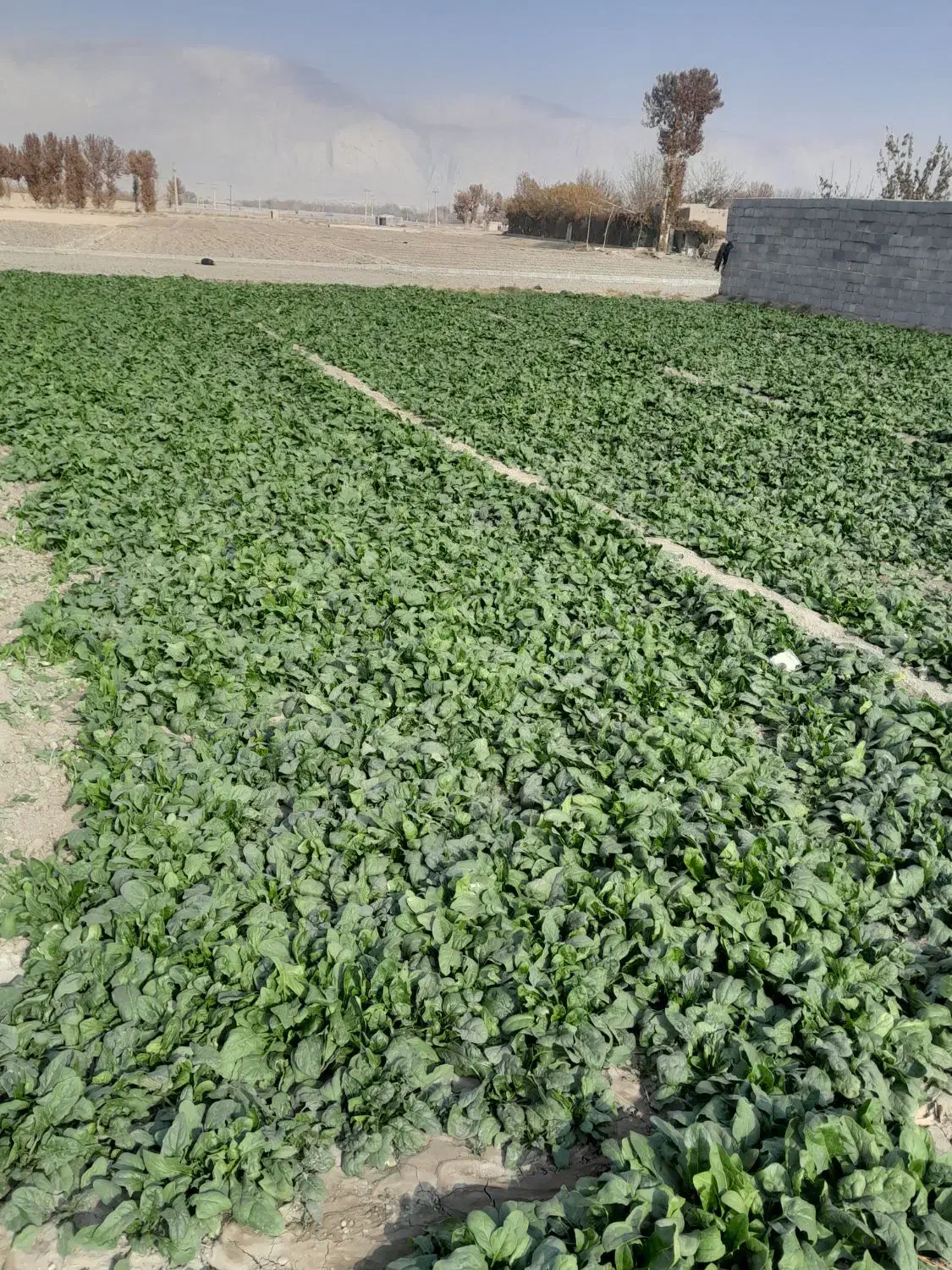 فروش اسفناج بومی در زمین|خوردنی و آشامیدنی|پیر بکران, |دیوار