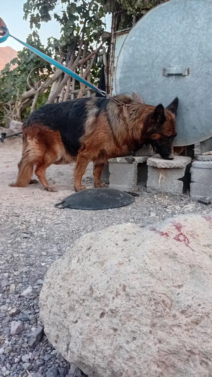 ژرمن شولاین|سگ|دهبکری, |دیوار