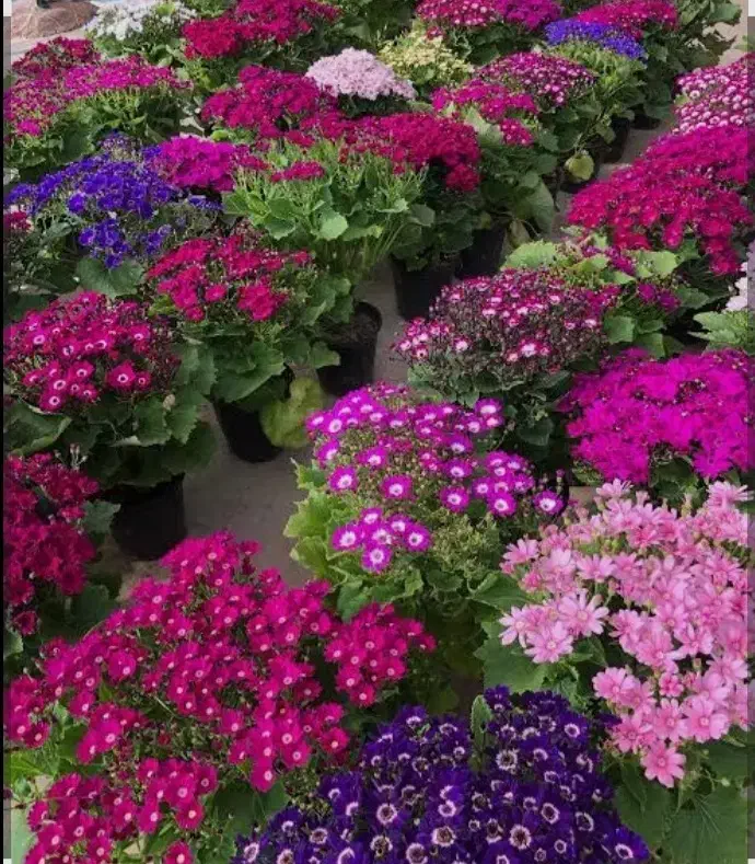 گل سنیری یا سینره|گل و گیاه طبیعی|تالش, طولارود|دیوار