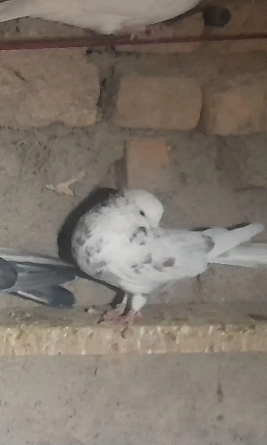 کفتر|پرنده|شاهرود, |دیوار