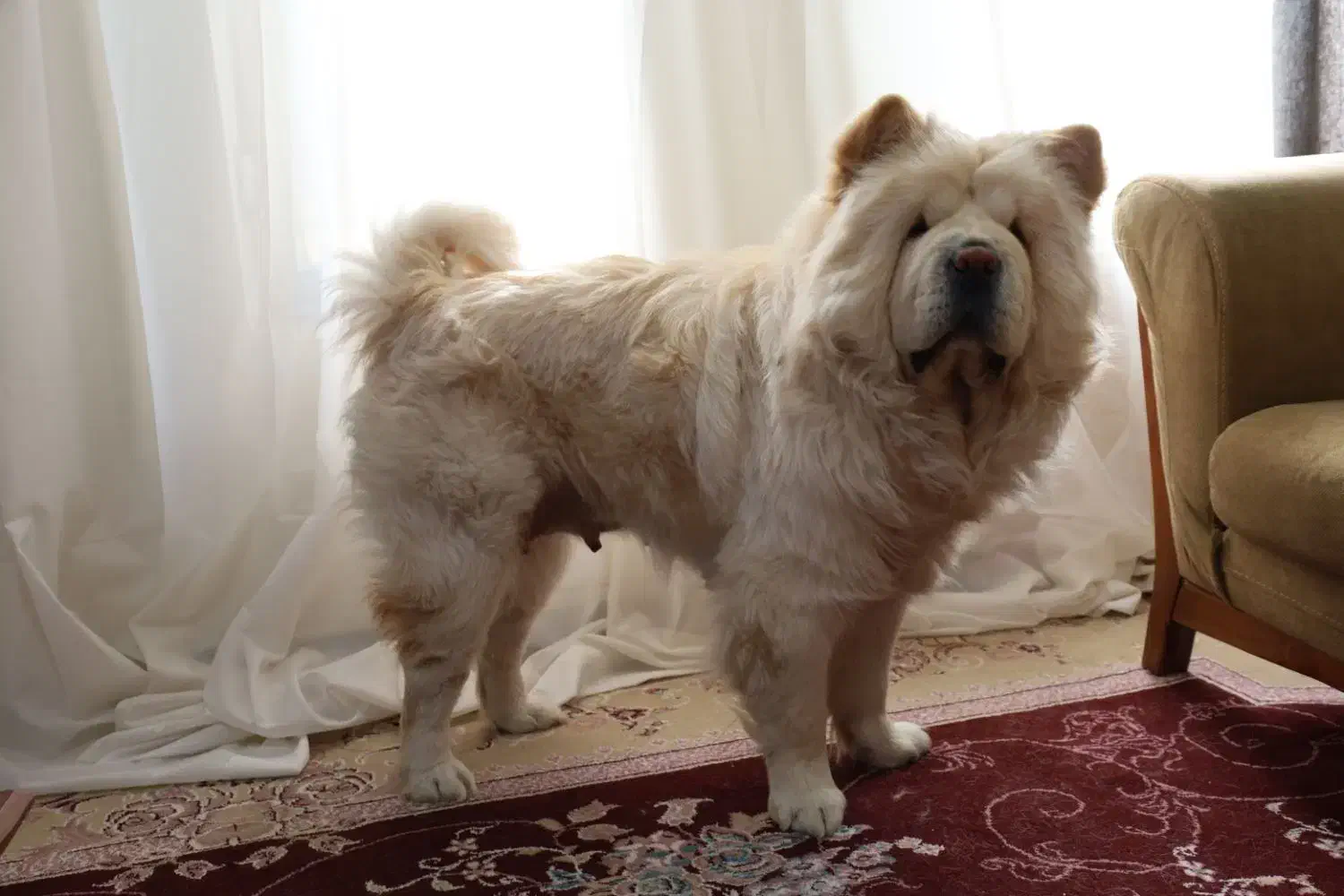 سگ چاوچاو|سگ|کرمان, |دیوار