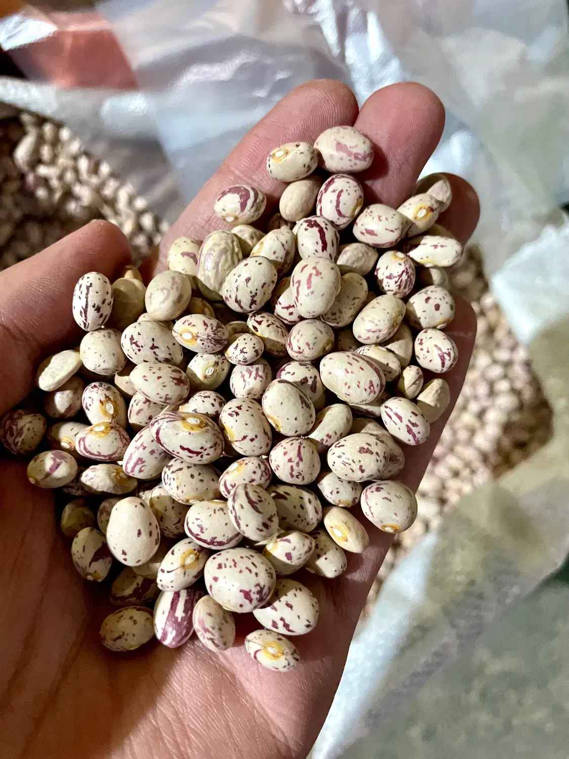 حبوبات عدس ریز کانادایی کیفیت بسیار خوب|خوردنی و آشامیدنی|اصفهان, جلالیه|دیوار