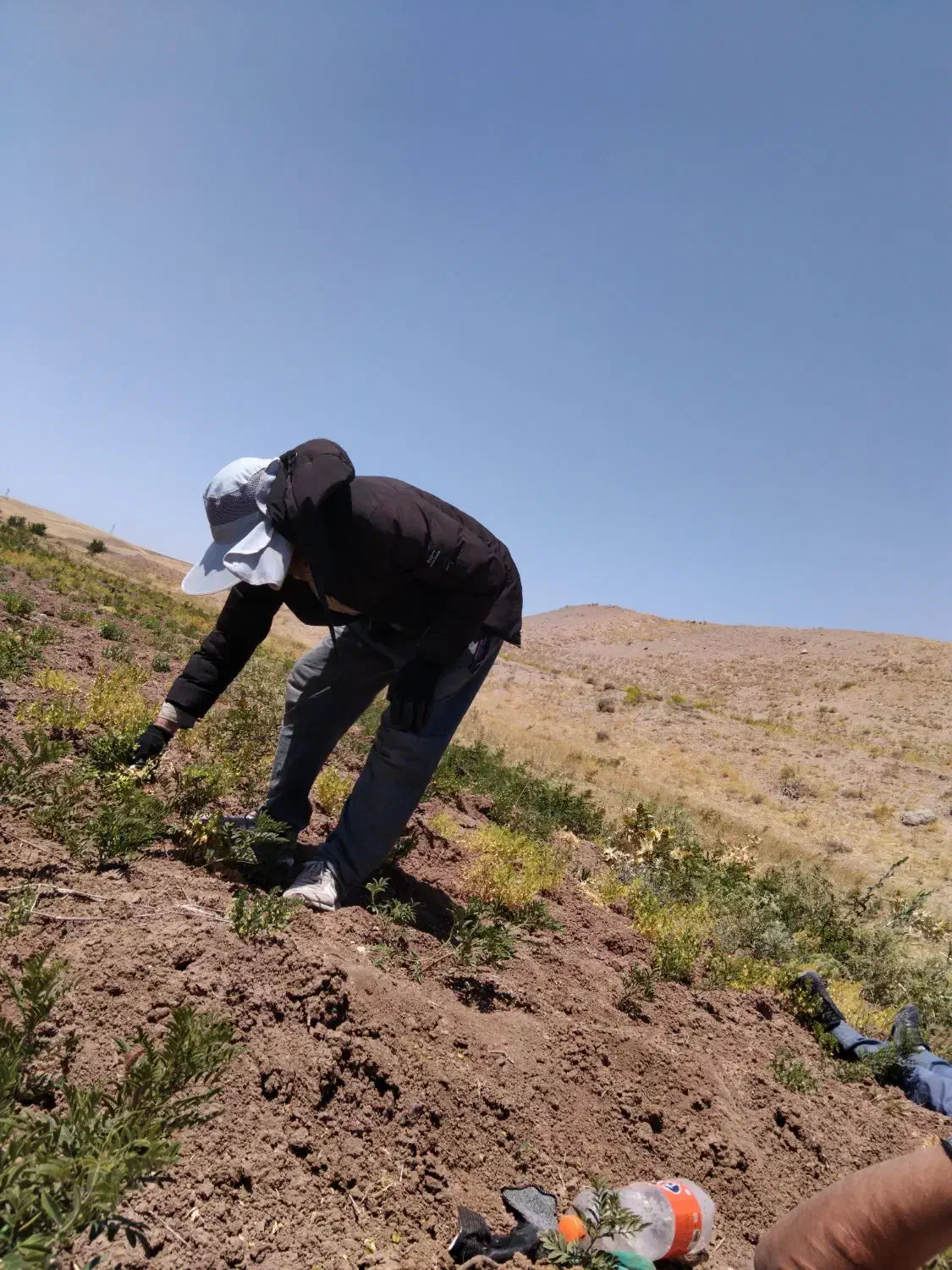 سرکارگر کشاورزی خانم چگینی|خدمات باغبانی و درختکاری|قزوین, |دیوار