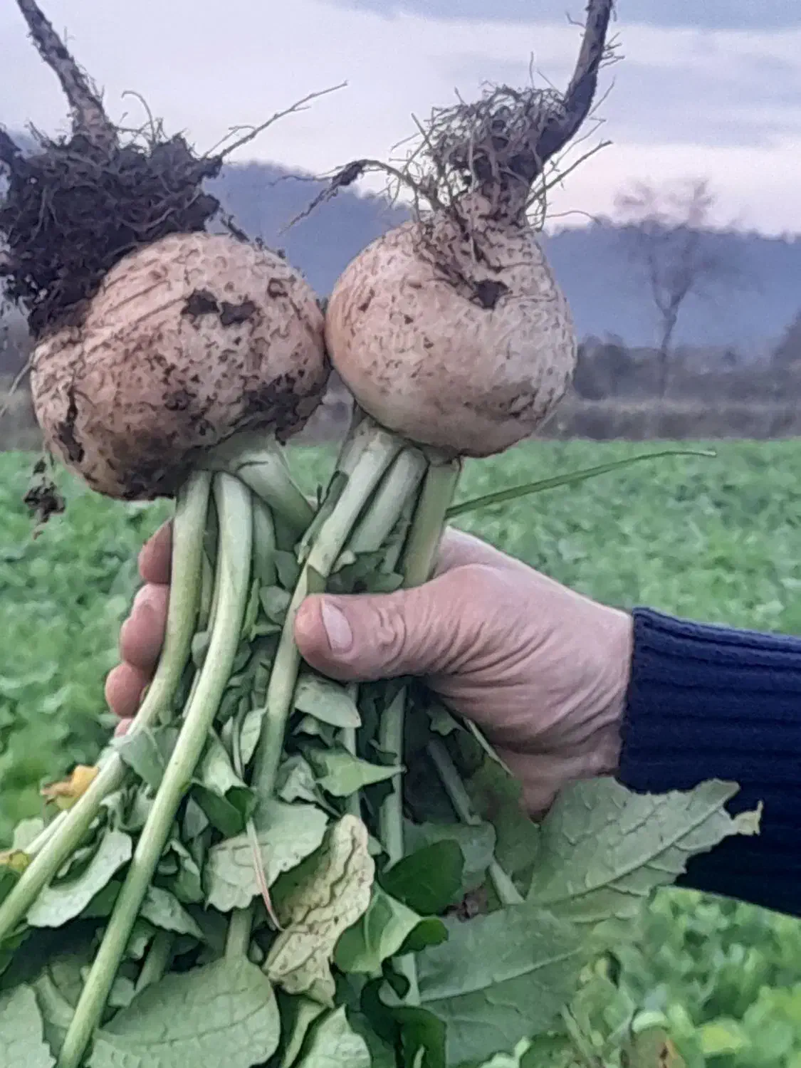 ترب برگ شیشه ای آبدار|خوردنی و آشامیدنی|تالش, جوکندان|دیوار