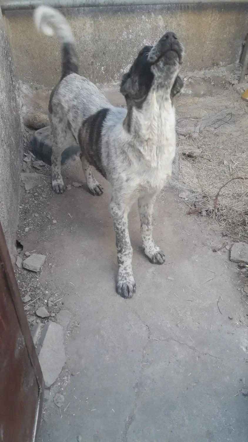 توله سگ قدرجونی چهار ماه|سگ|سردرود, |دیوار