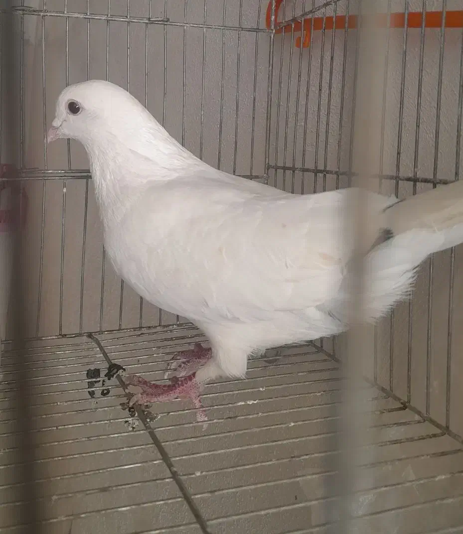 کبوتر|پرنده|سمیرم, |دیوار