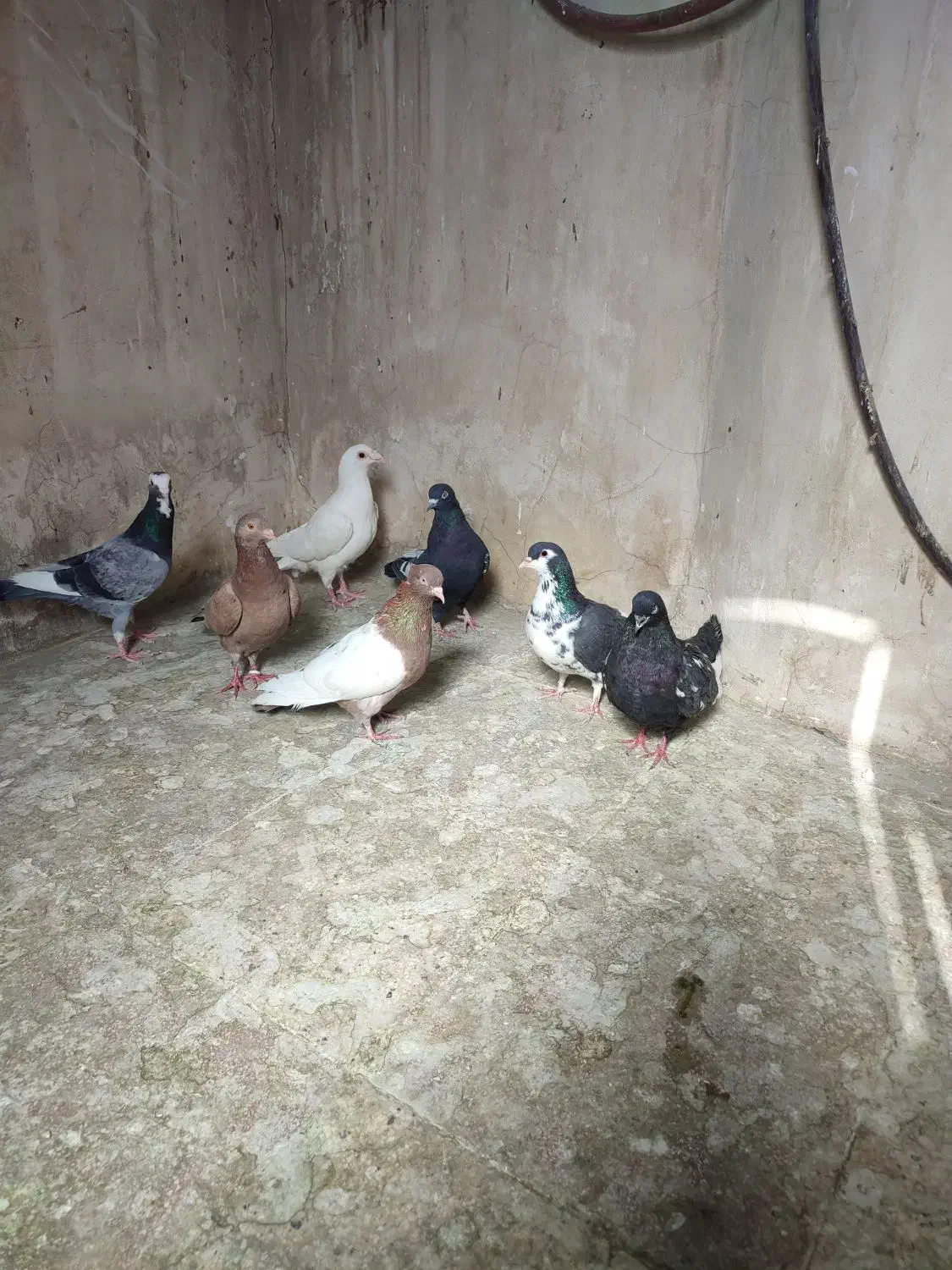 کفتر|پرنده|مشهد, عامل|دیوار