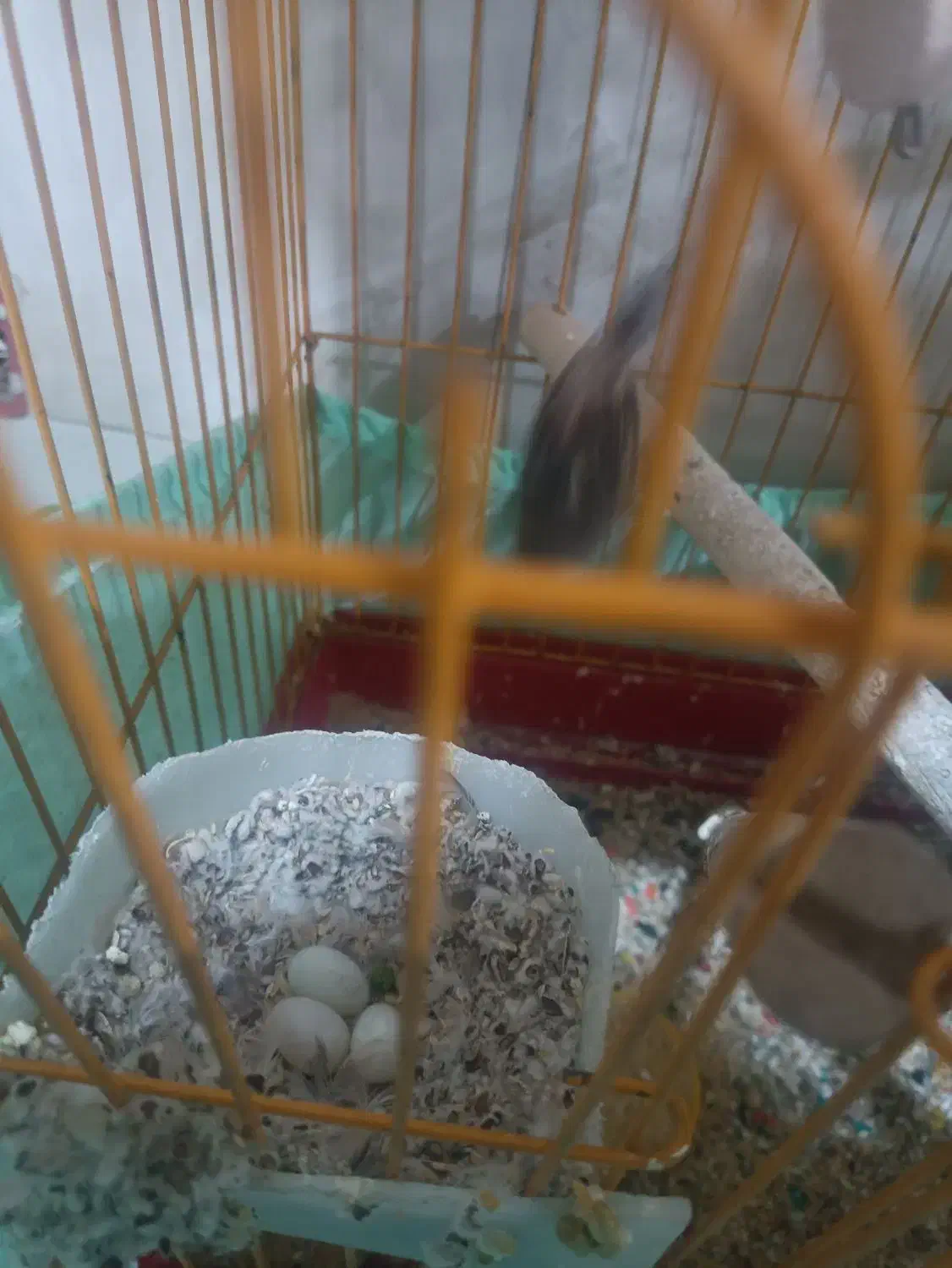 فنج کینگ|پرنده|کرج, گلدشت|دیوار