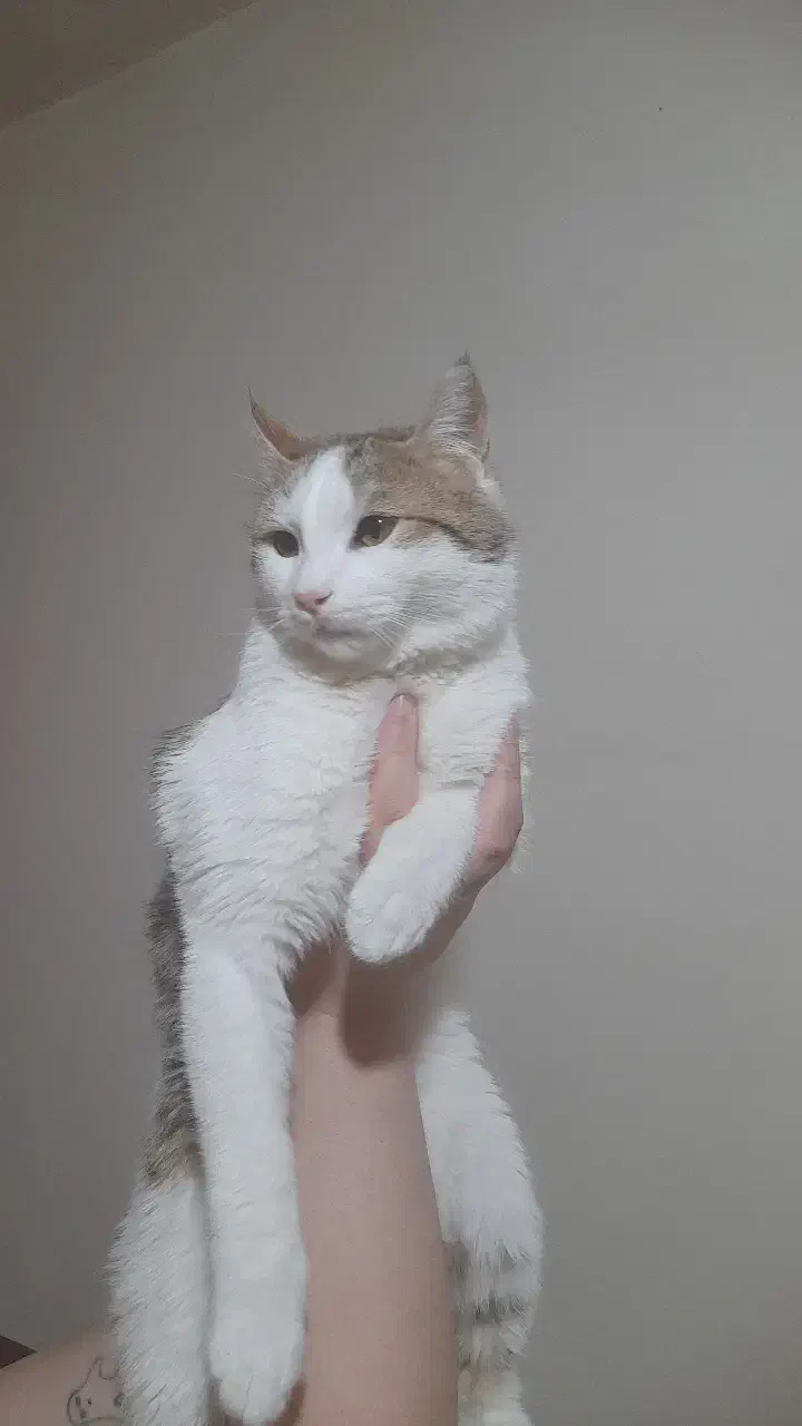 گربه نر dsh|گربه|رودهن, |دیوار