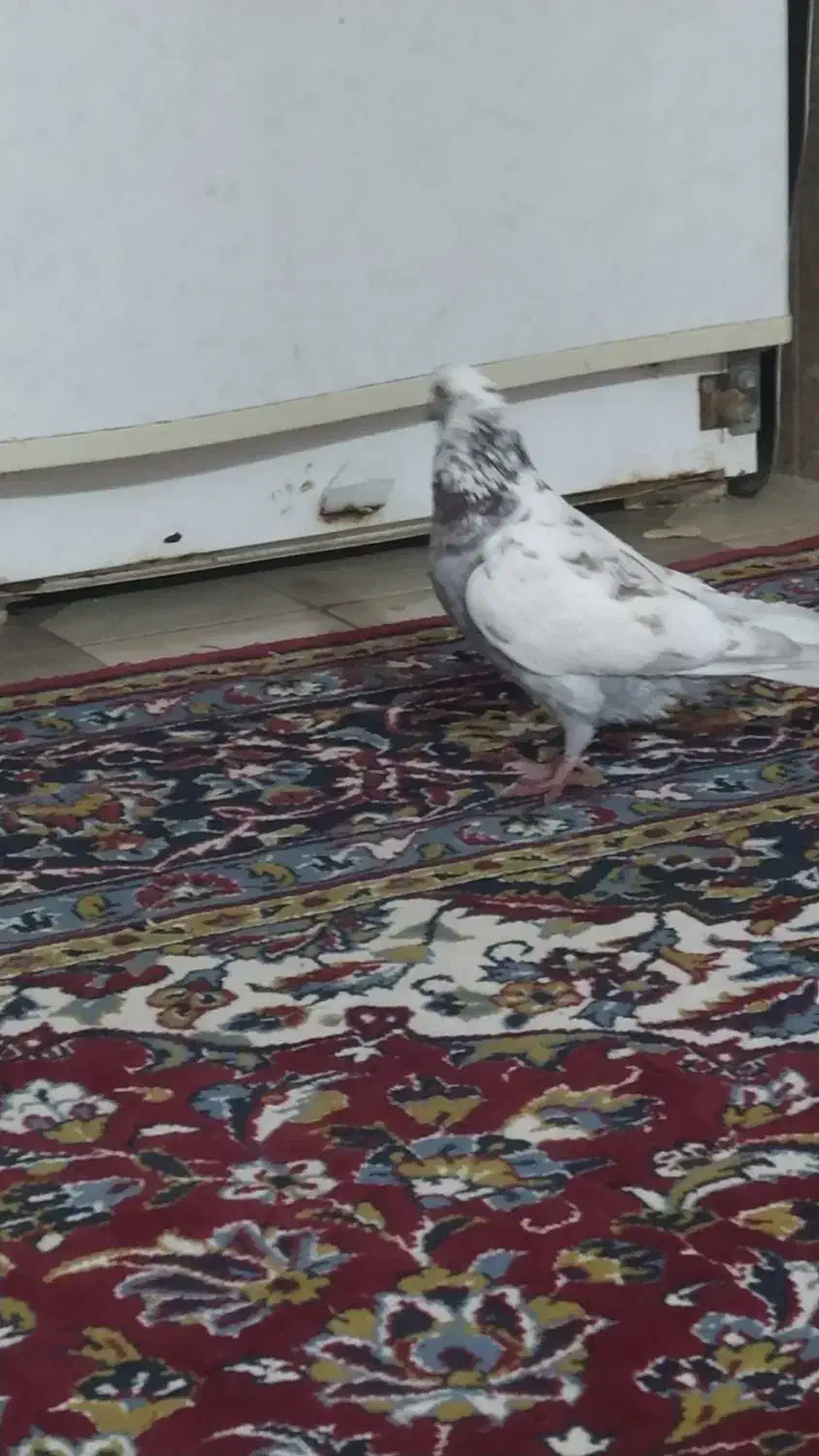 کبوتر|پرنده|چگنی, |دیوار