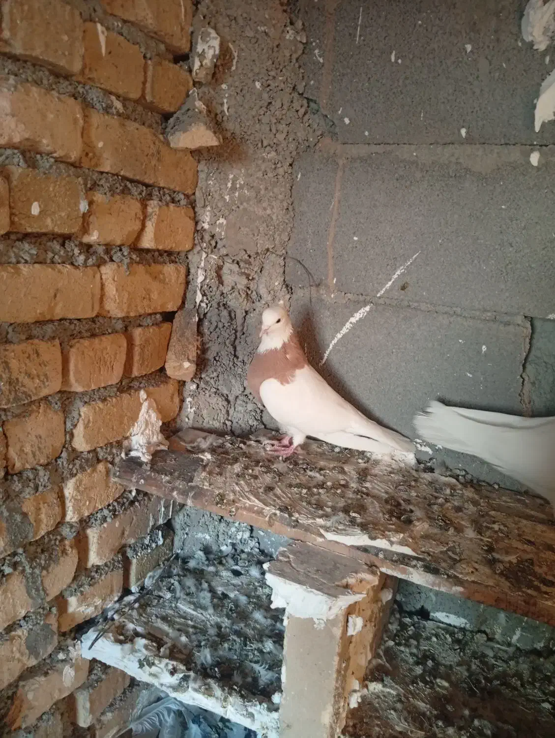 جفت زرده به شرت ا معاوضه با کله دم سبز هم دارم|پرنده|کبودرآهنگ, |دیوار