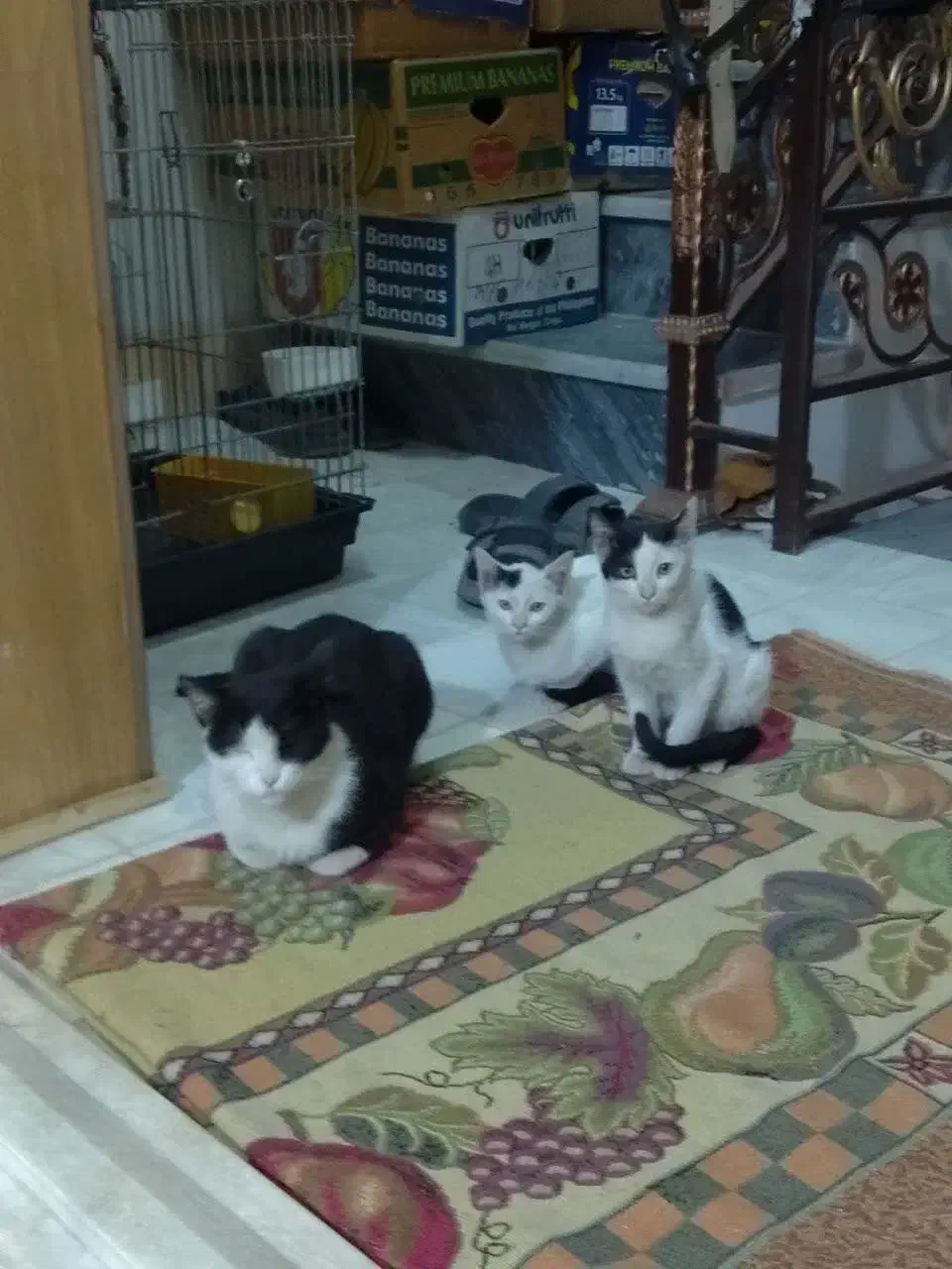 واگذاری رایگان گربه|گربه|قم, شهرک فاطمیه|دیوار