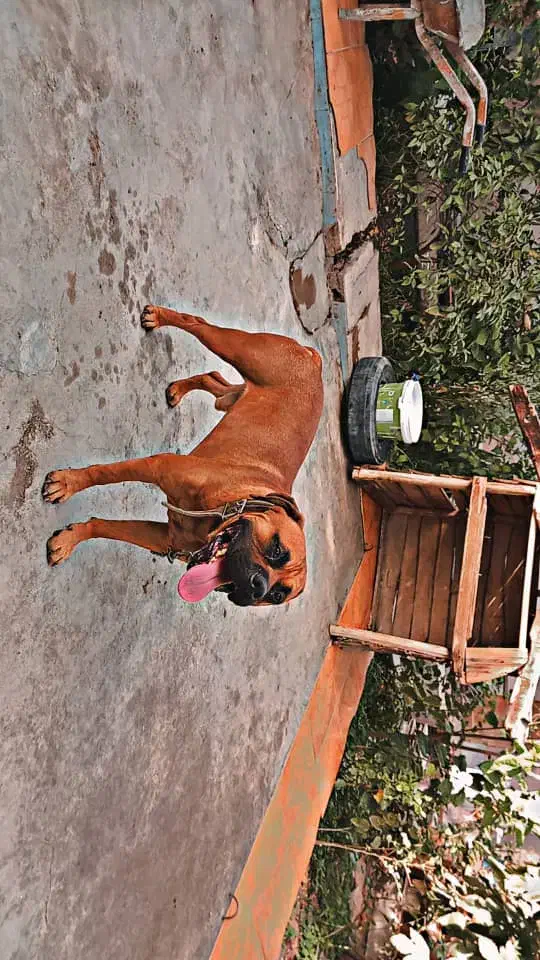 باکسر المانی پیتبول،ژرمن،پامر،پاکوتاه،مالینویز|سگ|کرمان, |دیوار