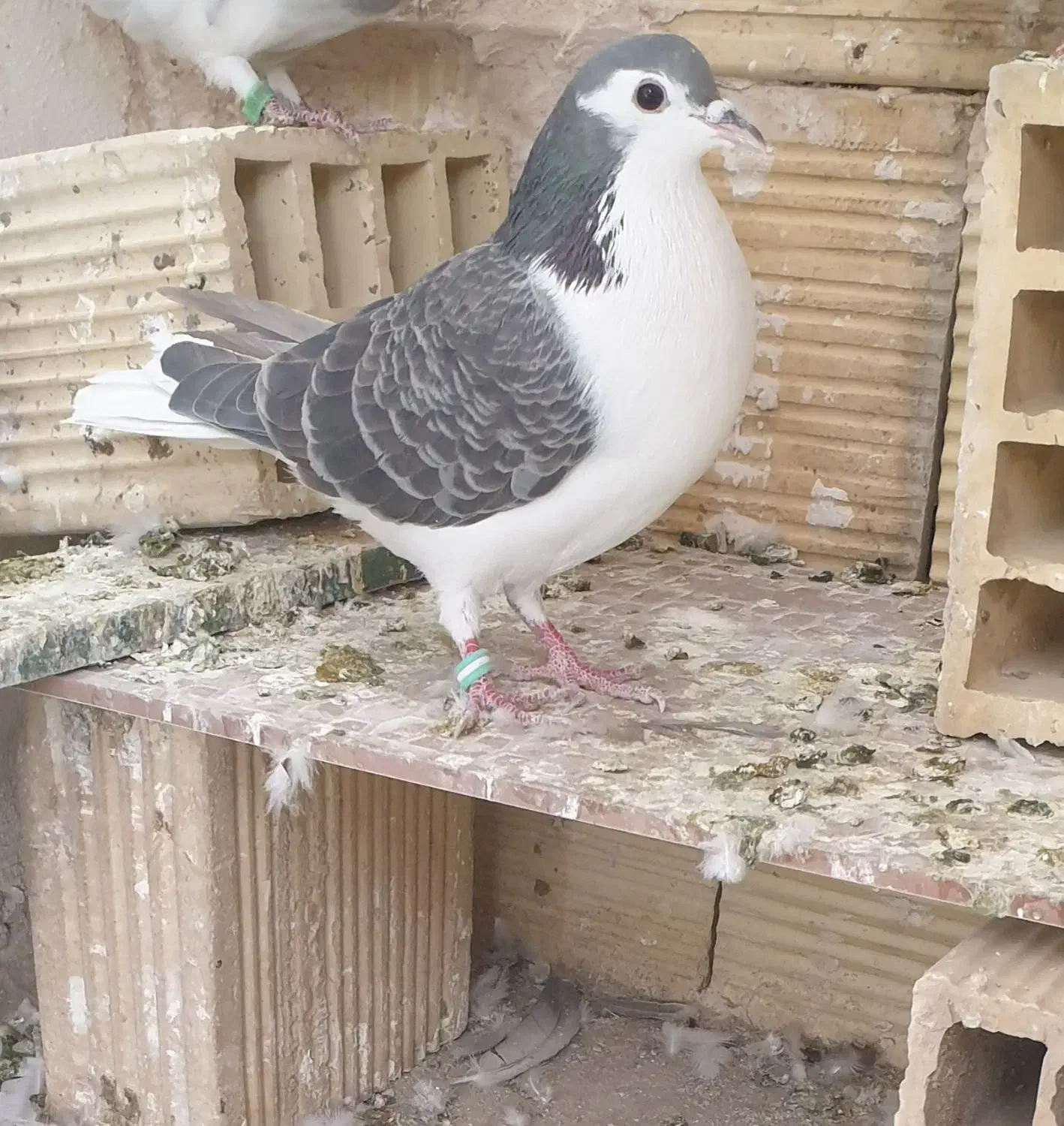 سلام دوستان پنج دمگیر|پرنده|اصفهان, اندوان|دیوار