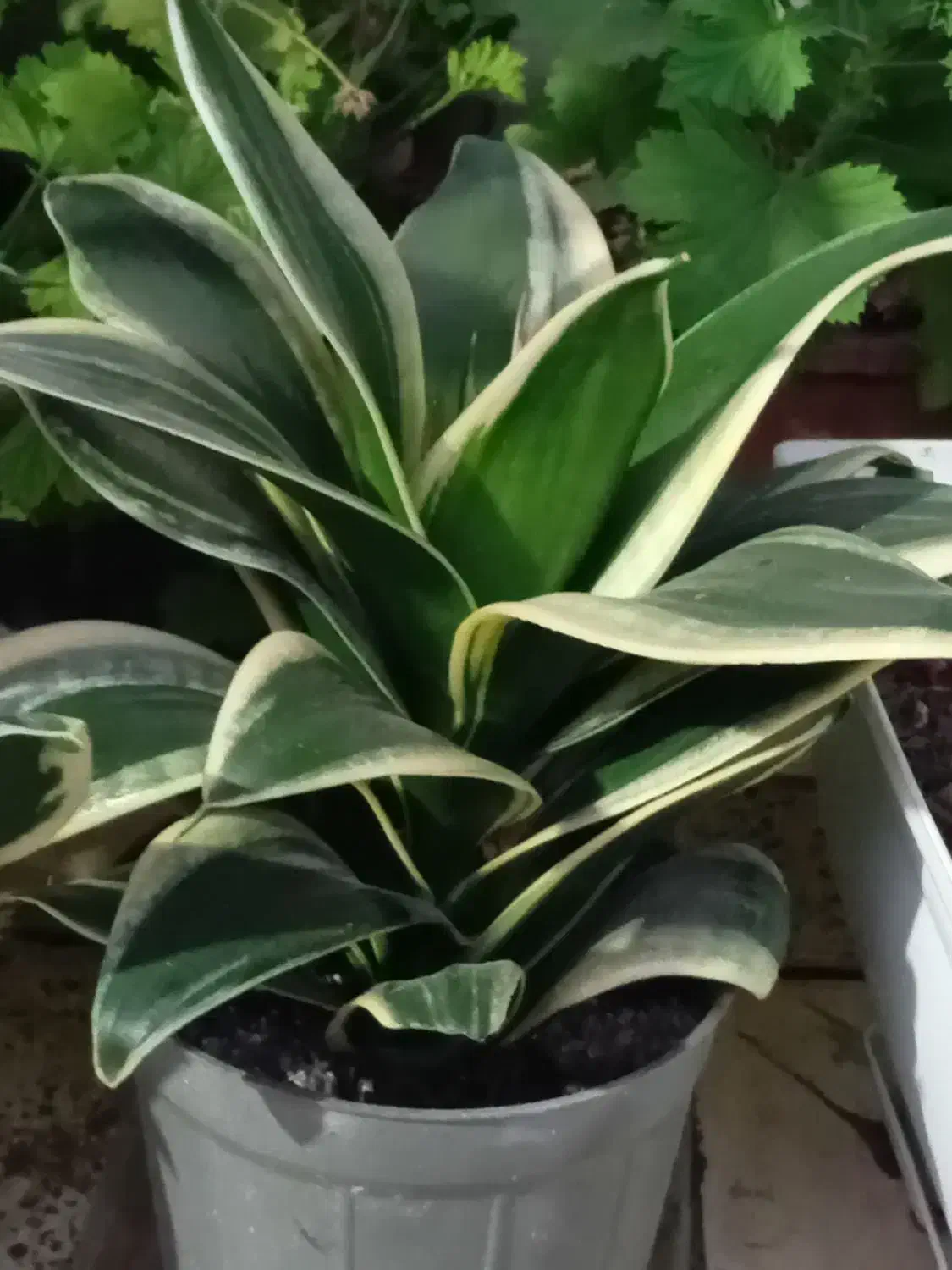 انواع گلهای طبیعی|گل و گیاه طبیعی|ماسال, |دیوار