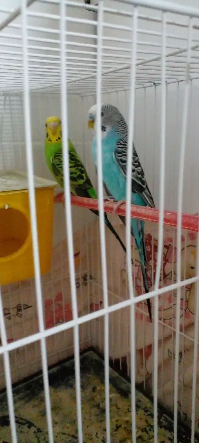 مرغ عشق|پرنده|تربت‌حیدریه, منظر|دیوار