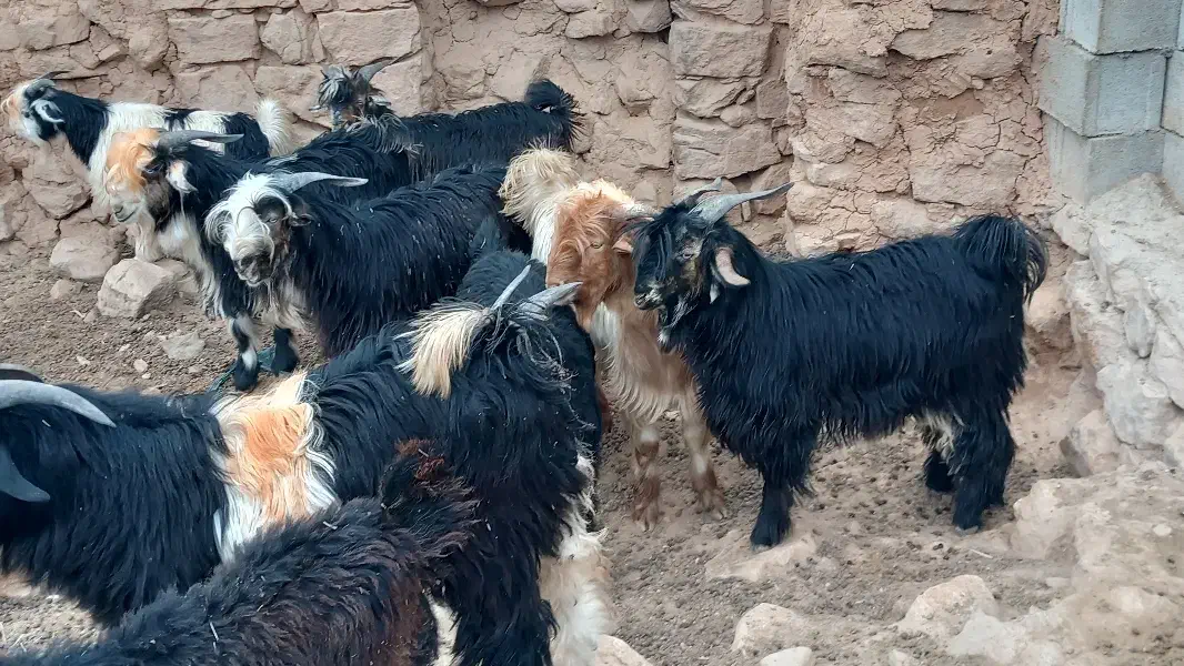 ۵عدد بیگ چاق|حیوانات مزرعه|شوشتر, |دیوار