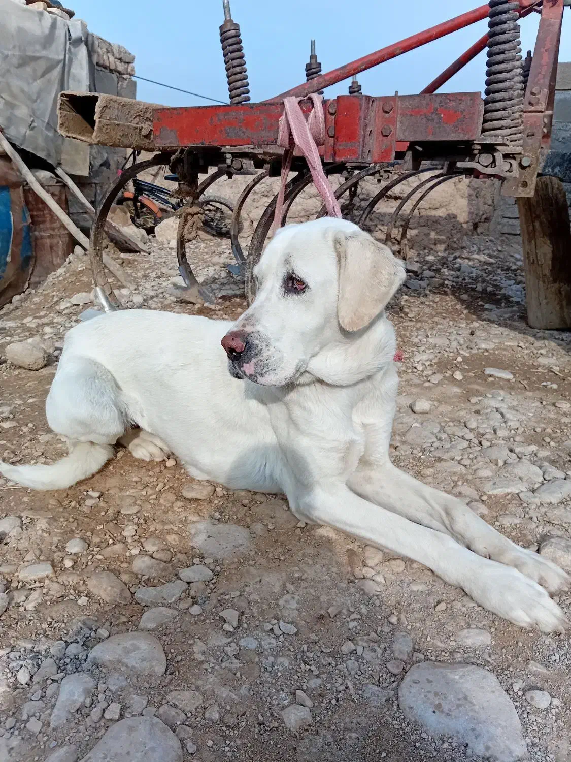 سگ ماده|سگ|بجنورد, |دیوار