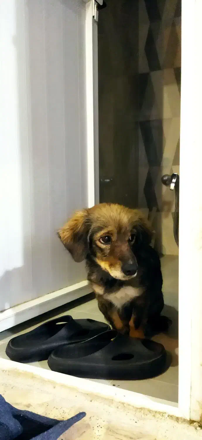 یک سگ پیدا شده|سگ|خمینی‌شهر, |دیوار