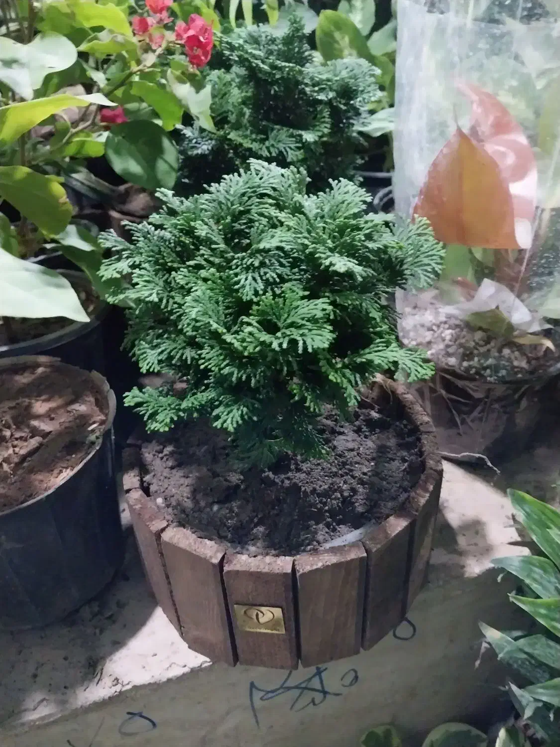 گل شفلر ۱۰۰|گل و گیاه طبیعی|سبزوار, باهنر|دیوار