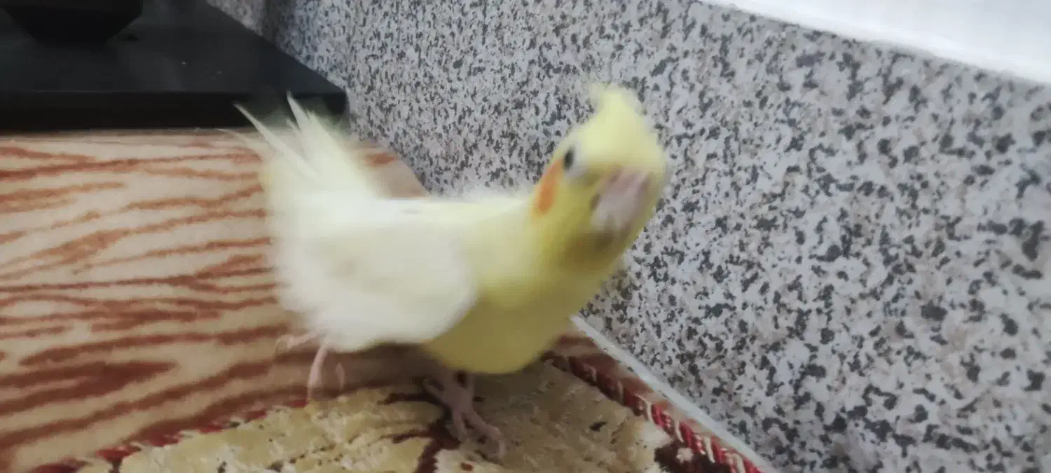 عروس هلندی ماده|پرنده|شیروان (خراسان), |دیوار