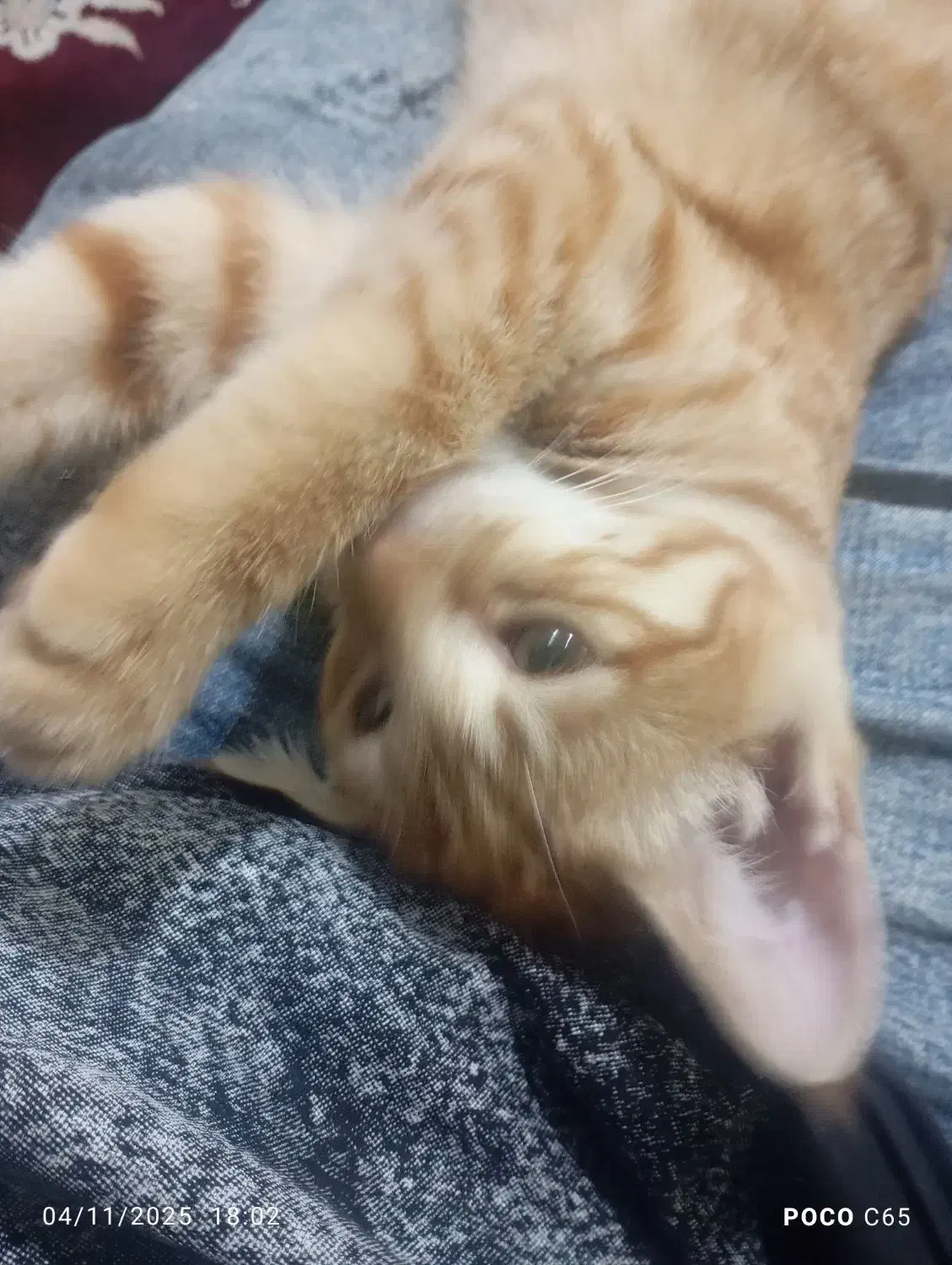 گربه گمشده.|گربه|چناران, |دیوار