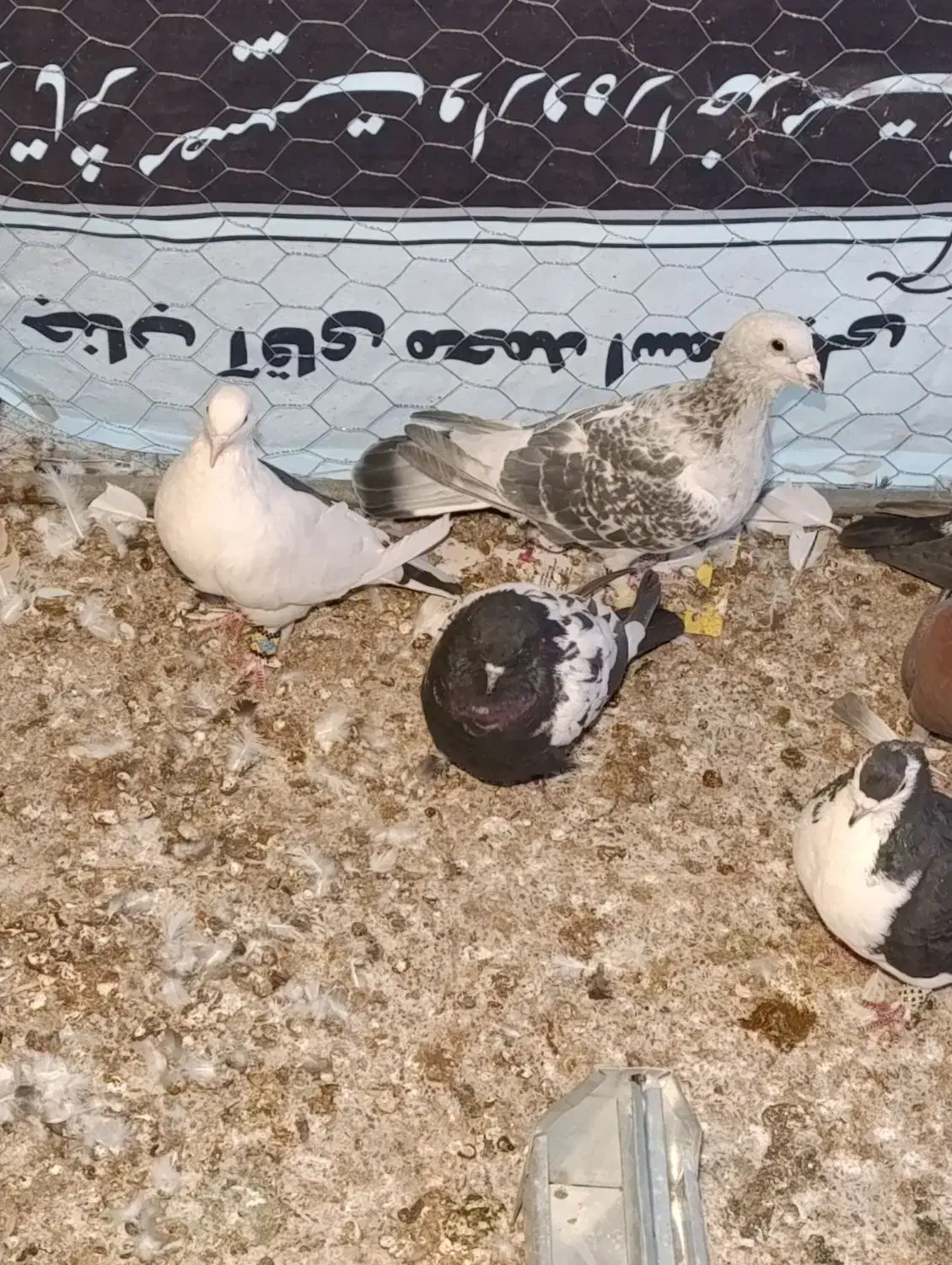 کفتر|پرنده|رفسنجان, |دیوار