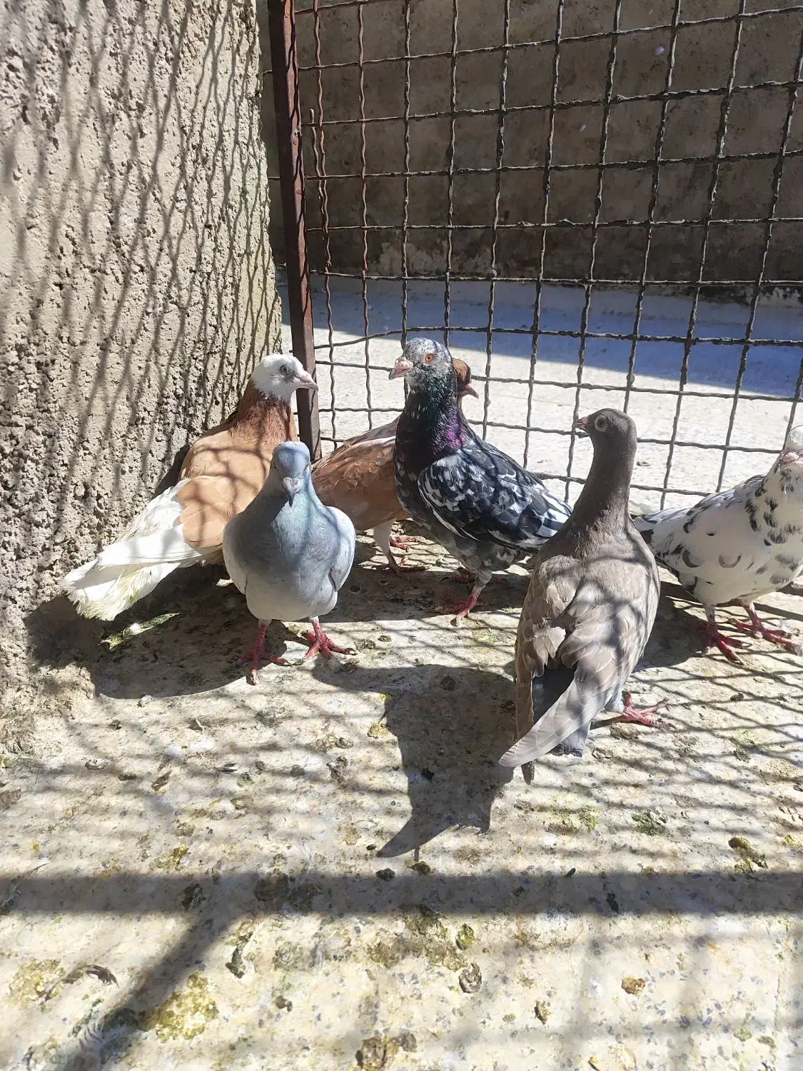 کبوتر کله کنی|پرنده|شیراز, کوزه گری|دیوار