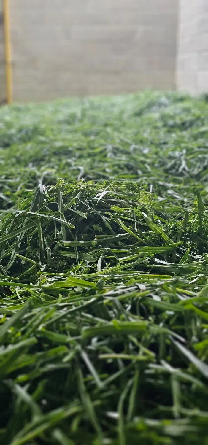 سبزی سبزیحات آماده مصرف بسته بندی فروشگاهی|خوردنی و آشامیدنی|تهران, افسریه جنوبی|دیوار