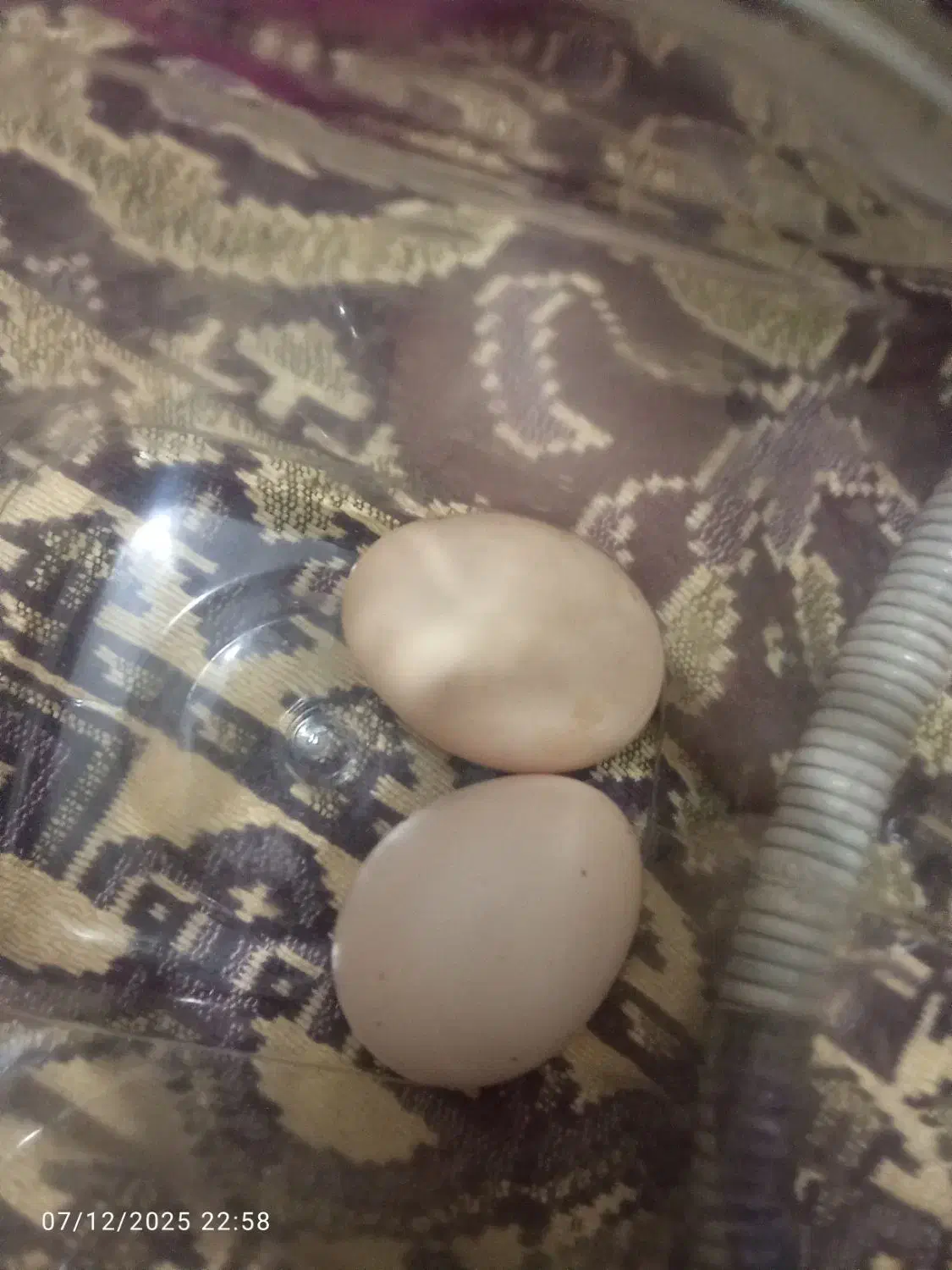 تخم مرغ نطفه دار اصل لاری|حیوانات مزرعه|تبریز, |دیوار