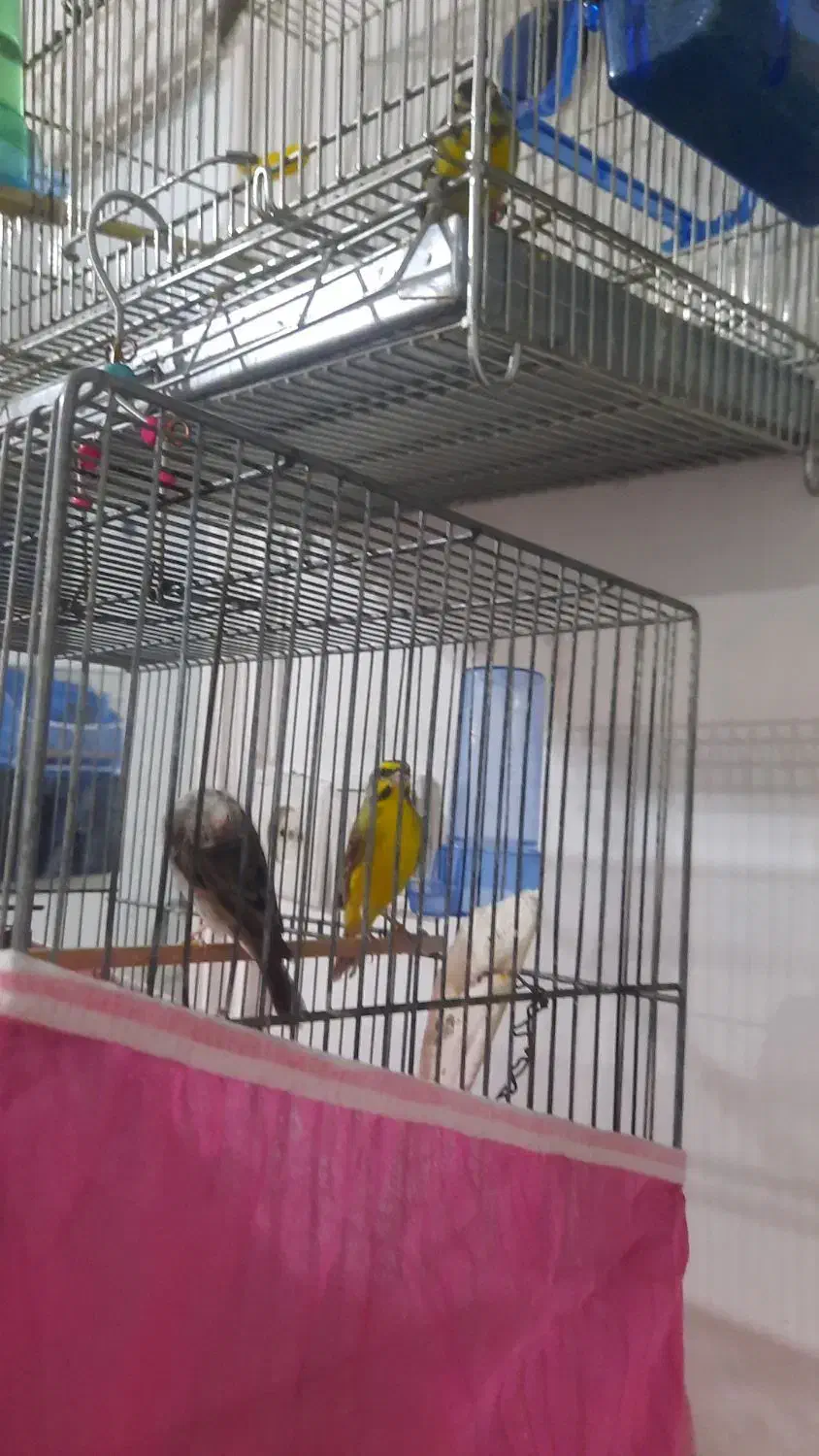 یاسمین طلایی طوسی سهره قناری|پرنده|شیراز, کوشک میدان|دیوار