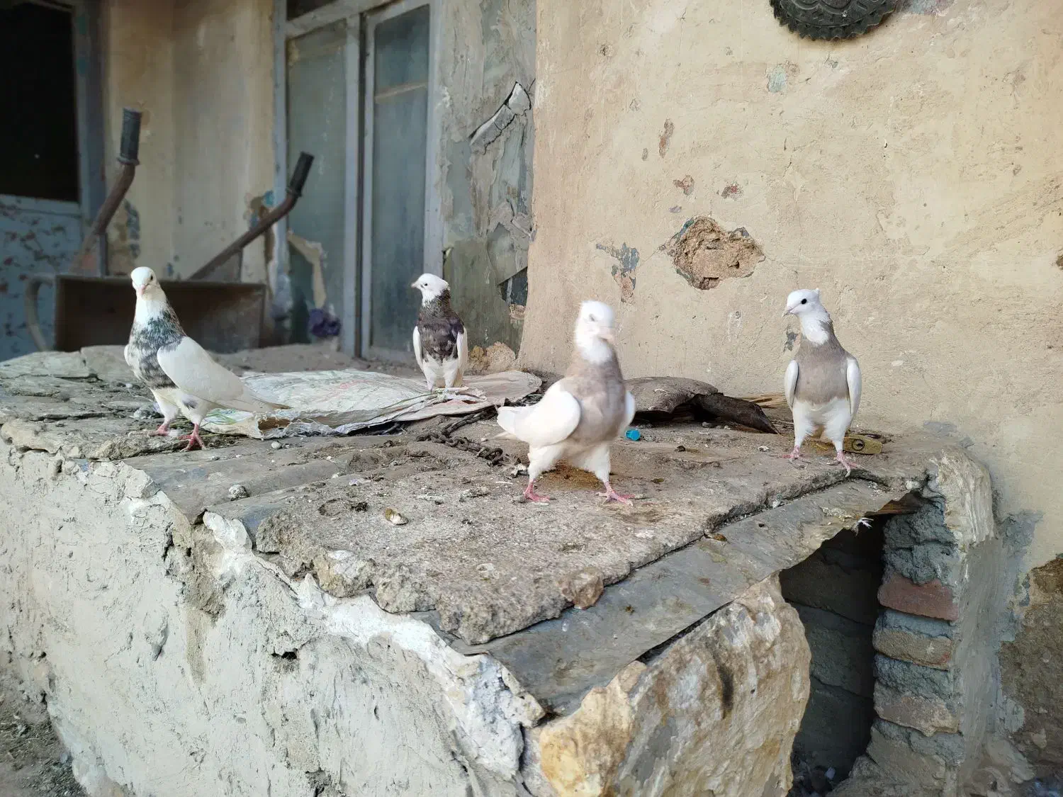 کبوتر طوقی|پرنده|هرسین, |دیوار